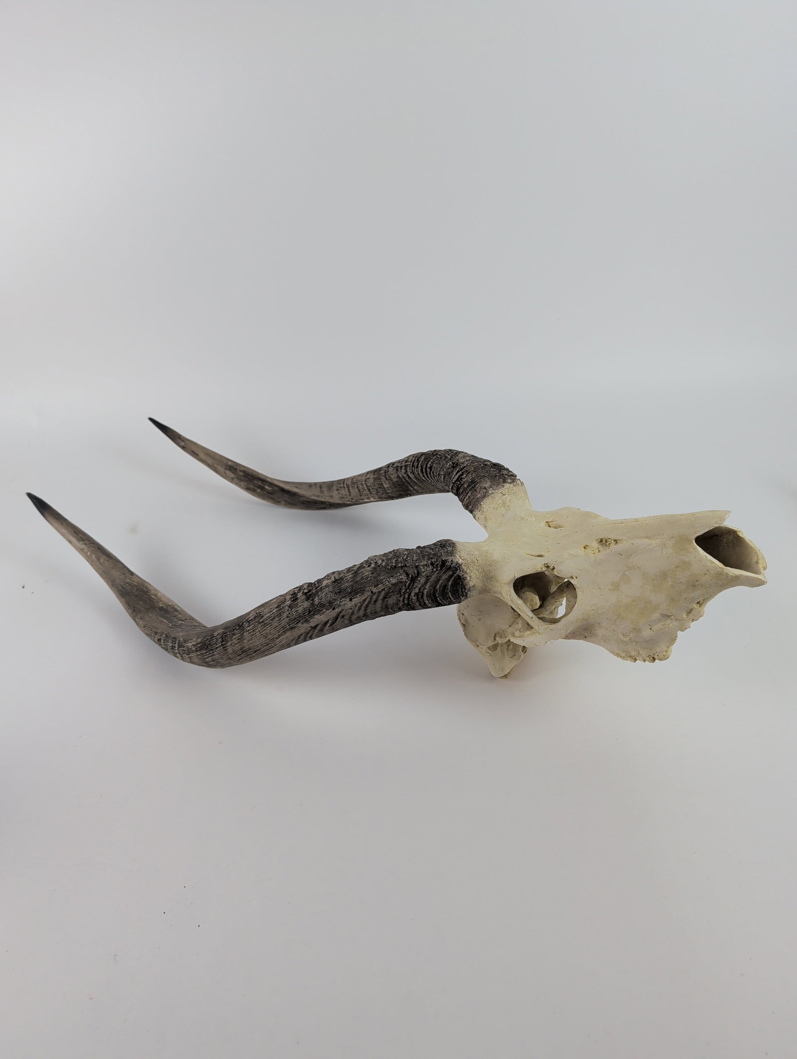 Deer Skull Trophy Wall Mount - 3