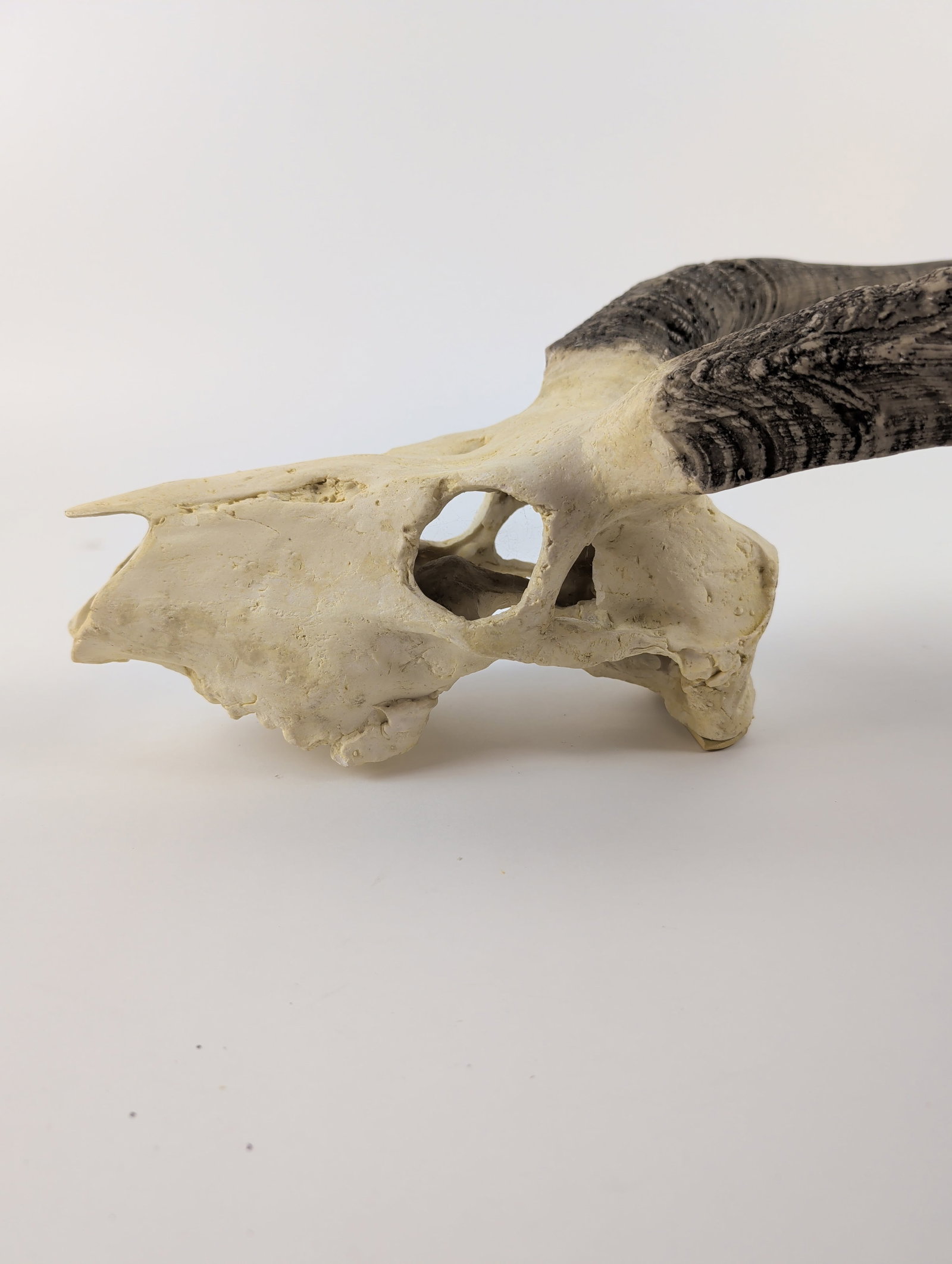 Deer Skull Trophy Wall Mount - 5