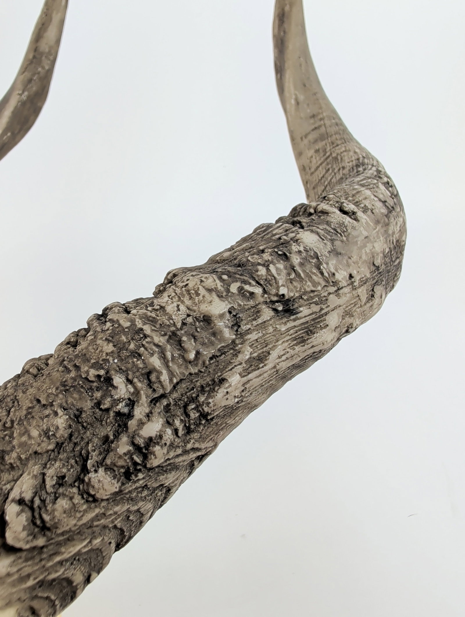 Deer Skull Trophy Wall Mount - 6
