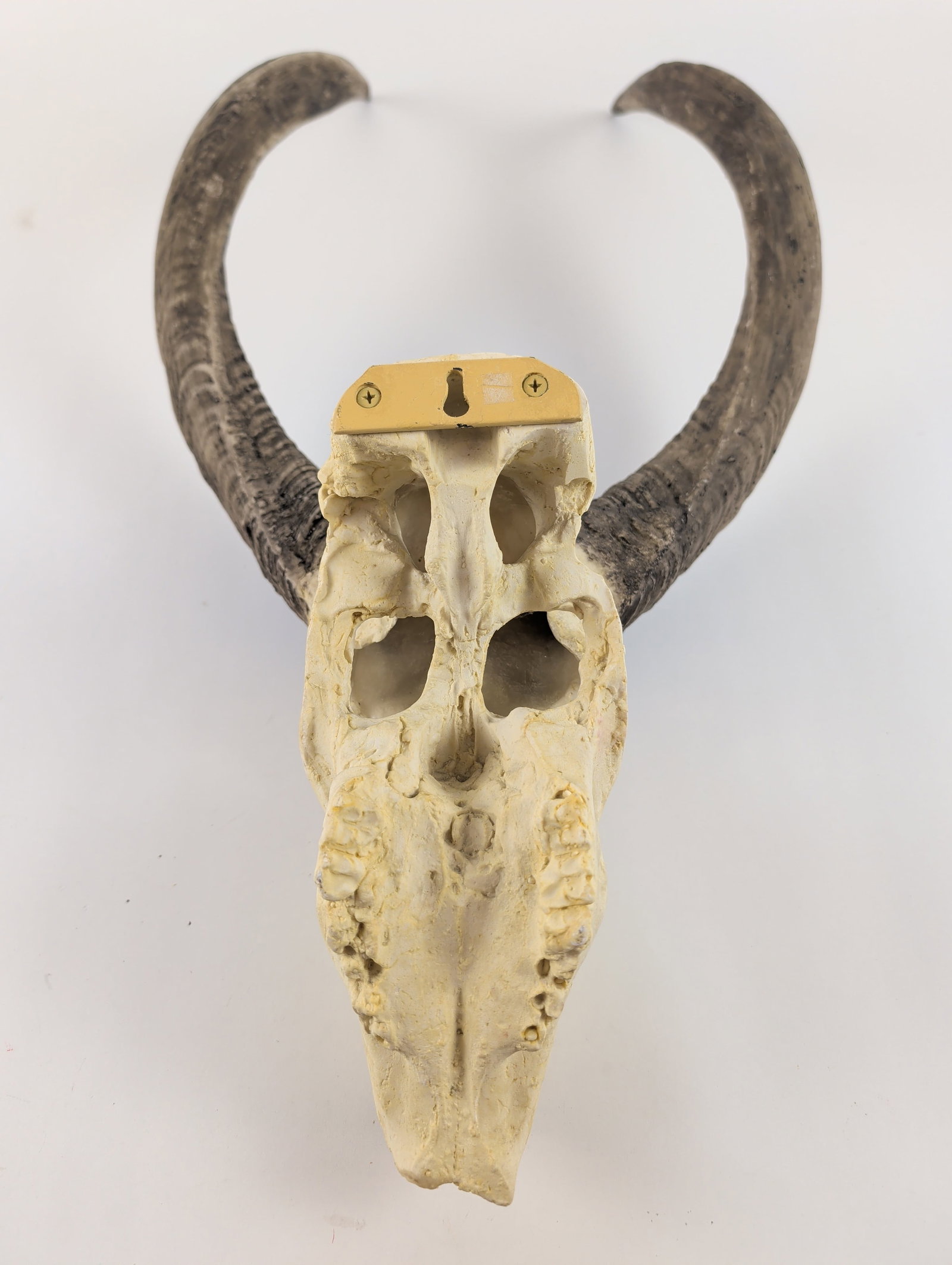 Deer Skull Trophy Wall Mount - 7