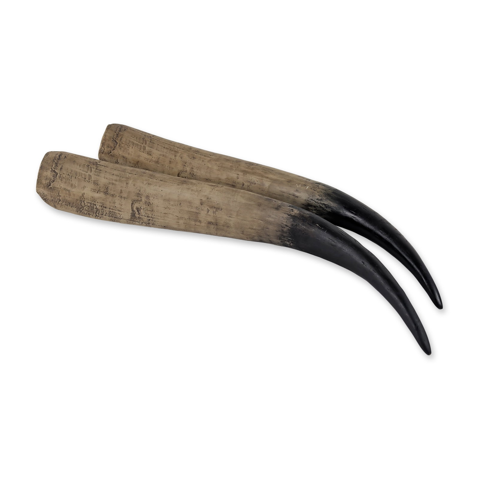 Pair of Polished Oryx Gemsbok Horns: Natural history specimens. A pair of loose Oryx (Gemsbok) horns, each featuring a heavily textured, variegated tan and cream lower section transitioning to a smooth, polished black finish at the