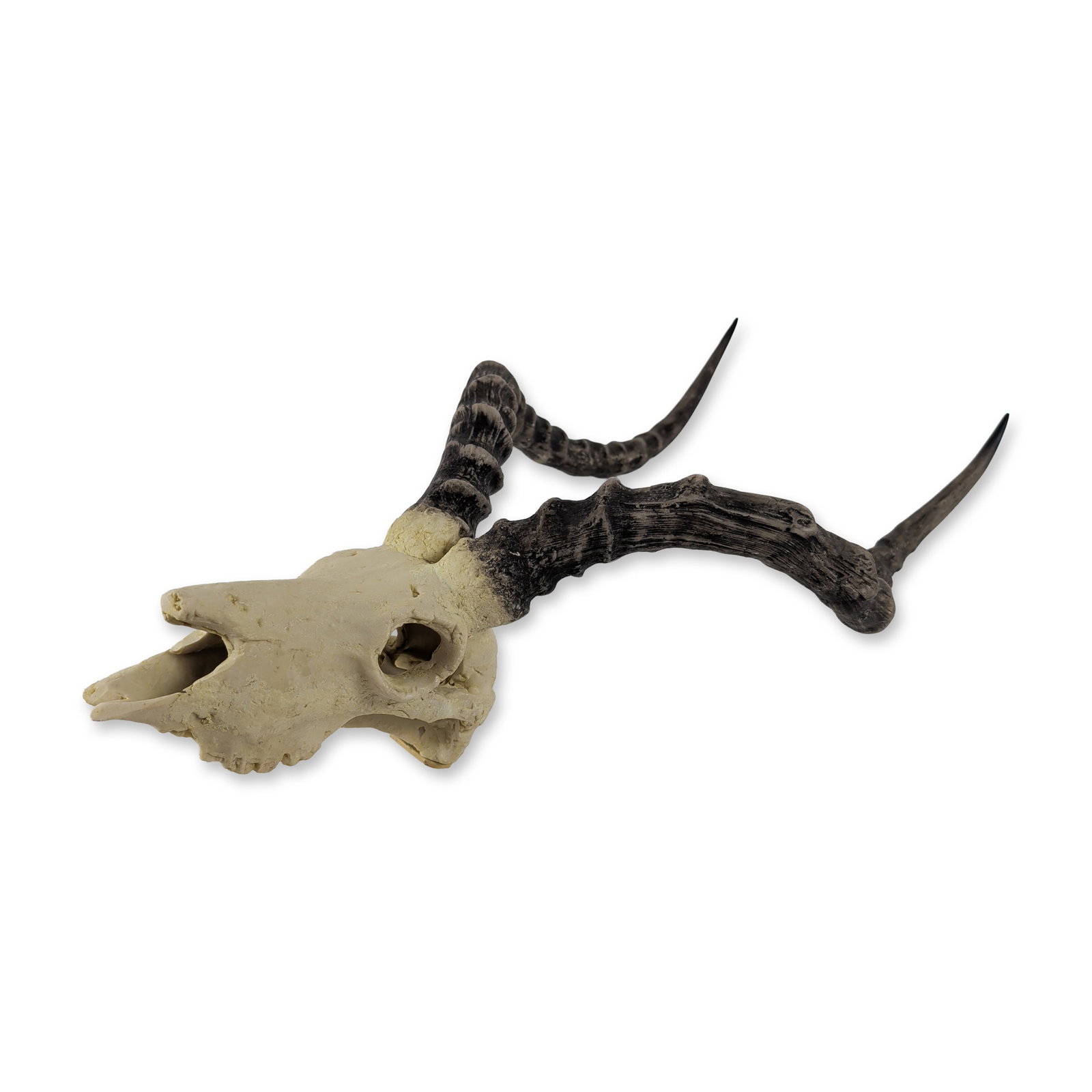 Deer Skull Mount: Decorative wall mount skull with lyre-shaped horns. The piece features a textured bone finish and dark horns. Includes a plastic keyhole mounting bracket to the reverse secured with Phillips-head