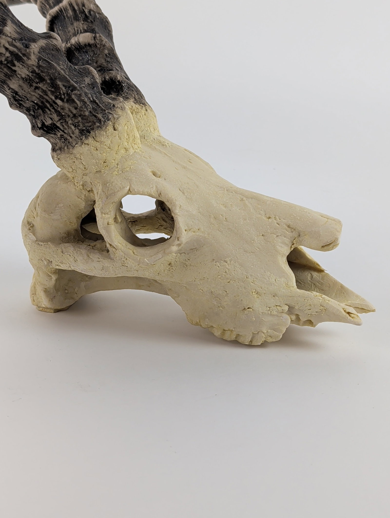 Deer Skull Mount - 2