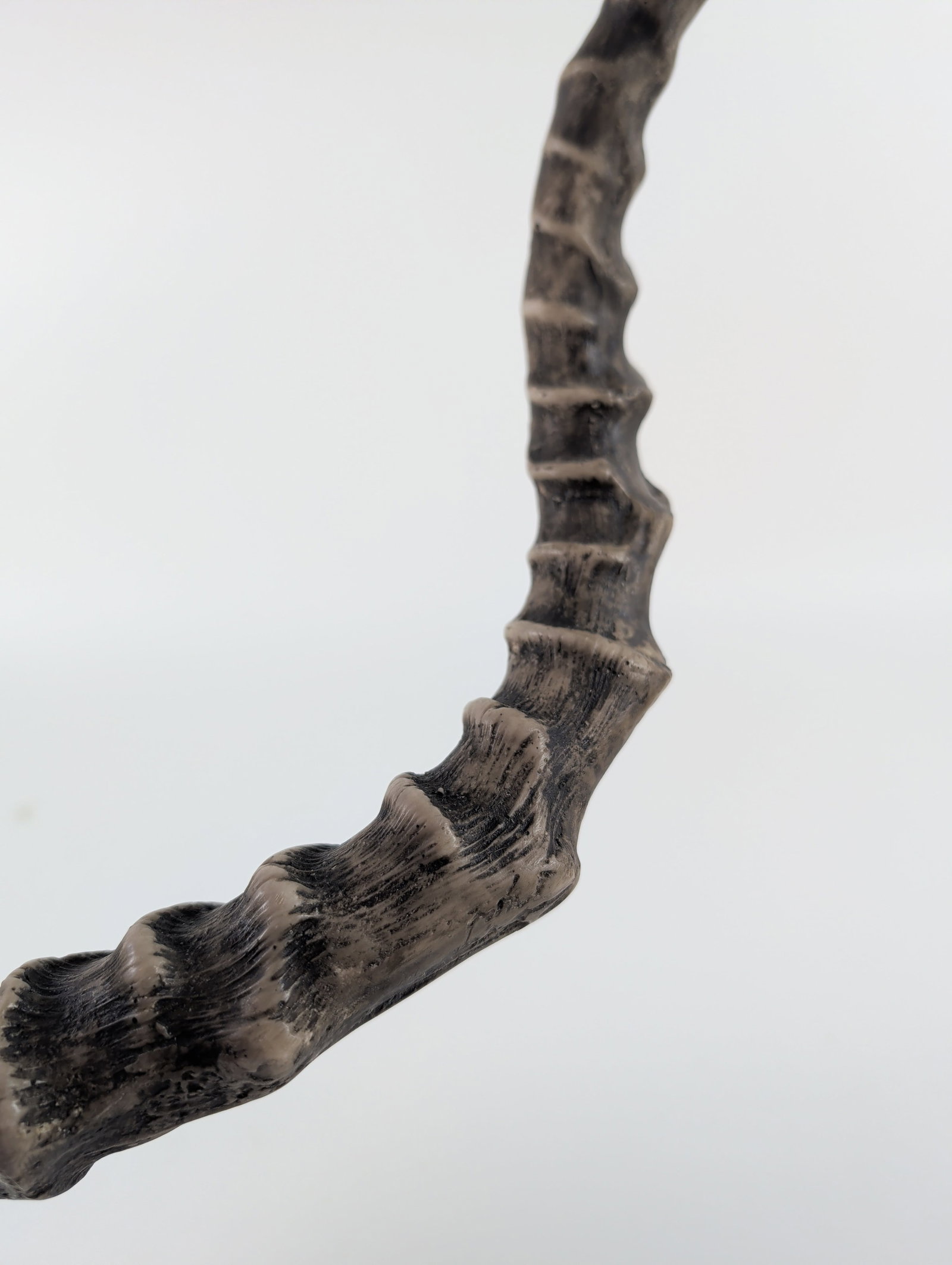 Deer Skull Mount - 3