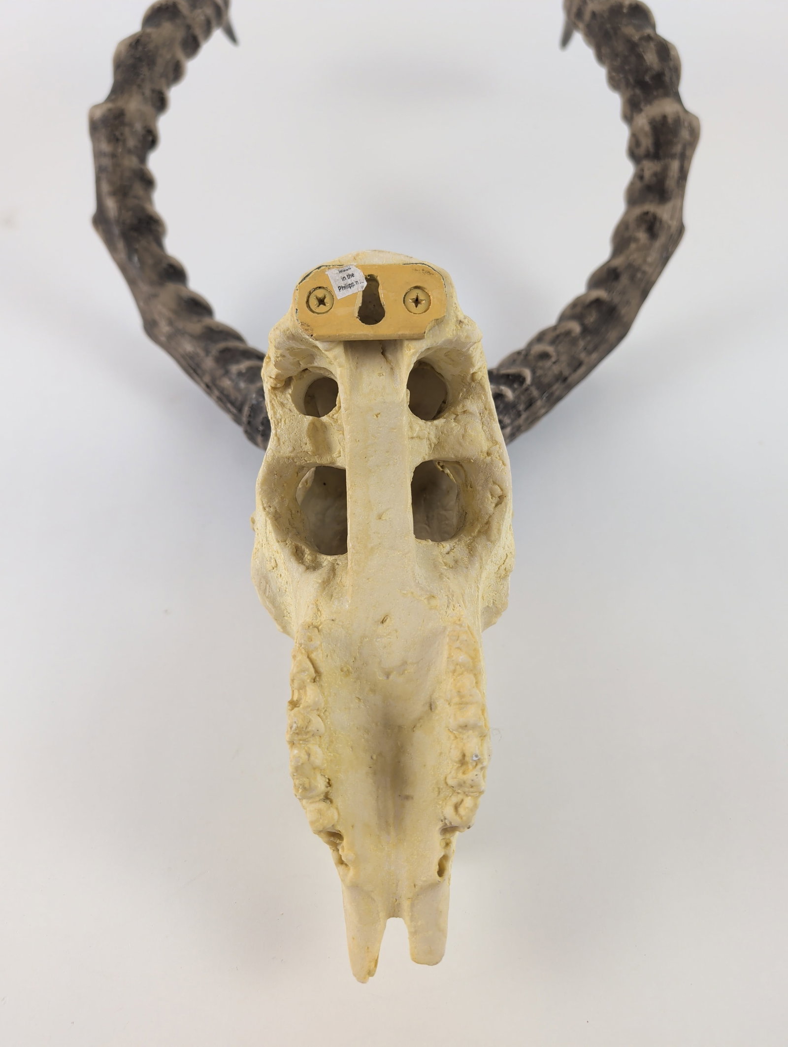 Deer Skull Mount - 4