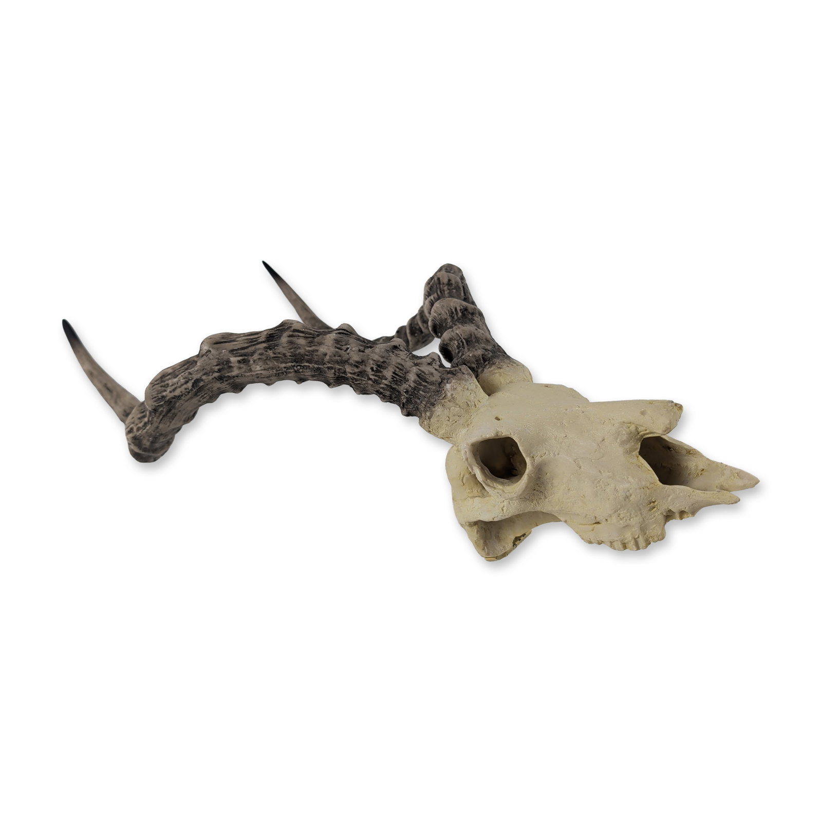 Roe Deer Skull Wall Plaque: Contemporary decorative wall-mounted horned skull. The piece is fitted with two long, slender horns with regularly spaced transverse ridges, finished in a mottled dark gray and black tone. The
