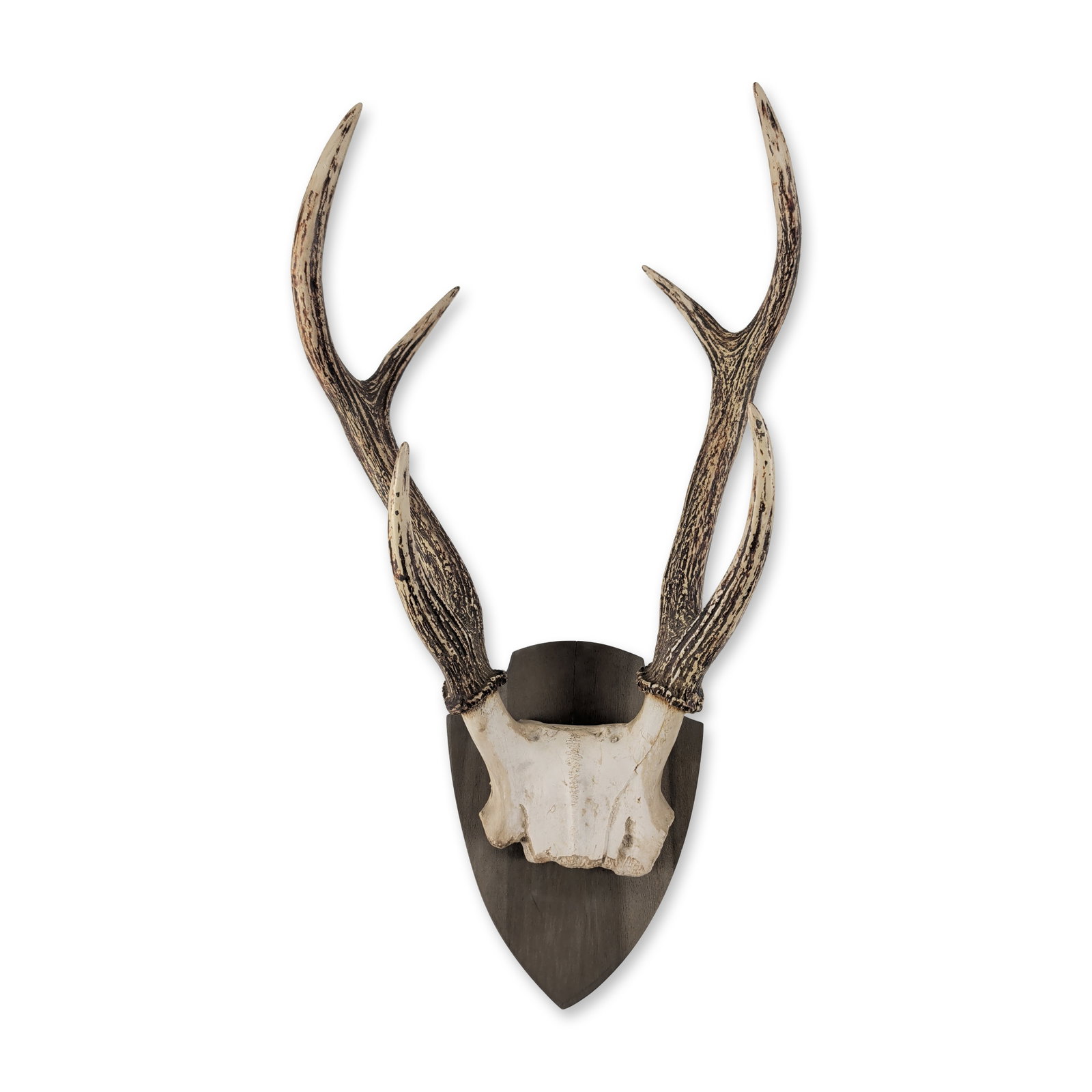Mounted European Roe Deer Antlers on Wood Plaque (1 of 7)