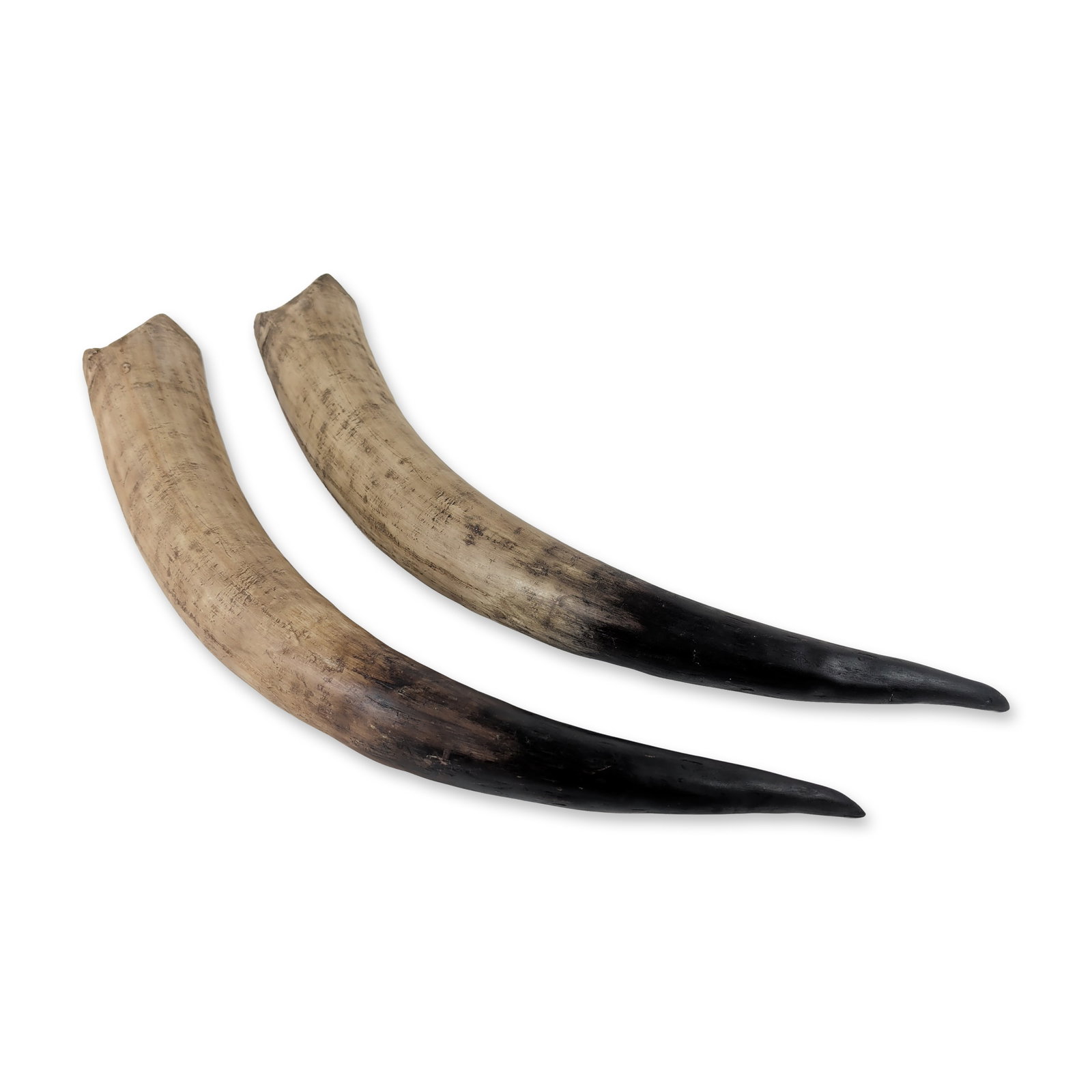 Pair of Polished Steer Horns: Pair of natural bovine horn specimens. The horns feature a textured, light tan base with natural fibrous striations transitioning into a smooth, polished black tip. Each horn exhibits a sweeping,