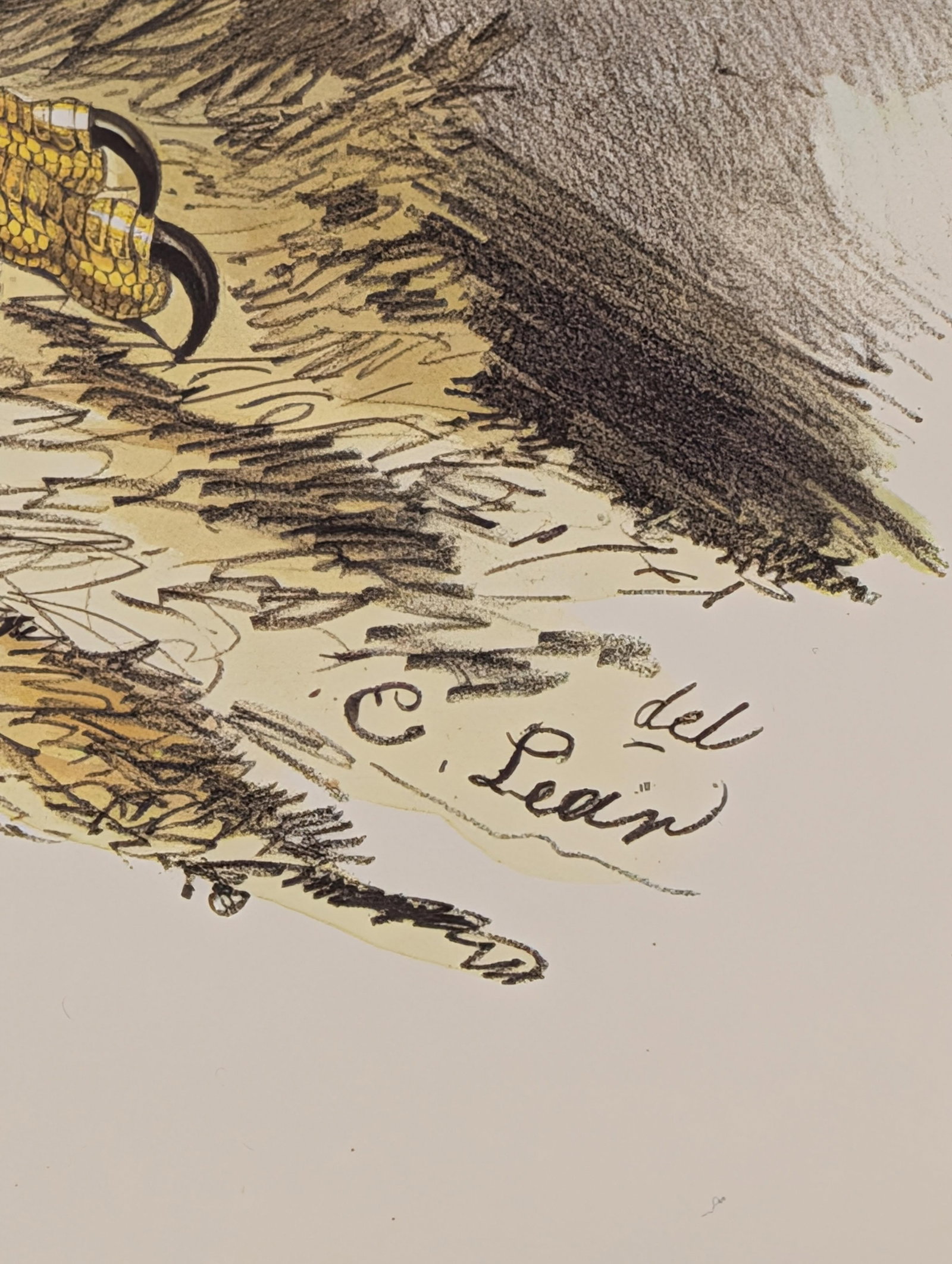 Edward Lear White Headed Eagle Hand-Colored Lithograph - 2