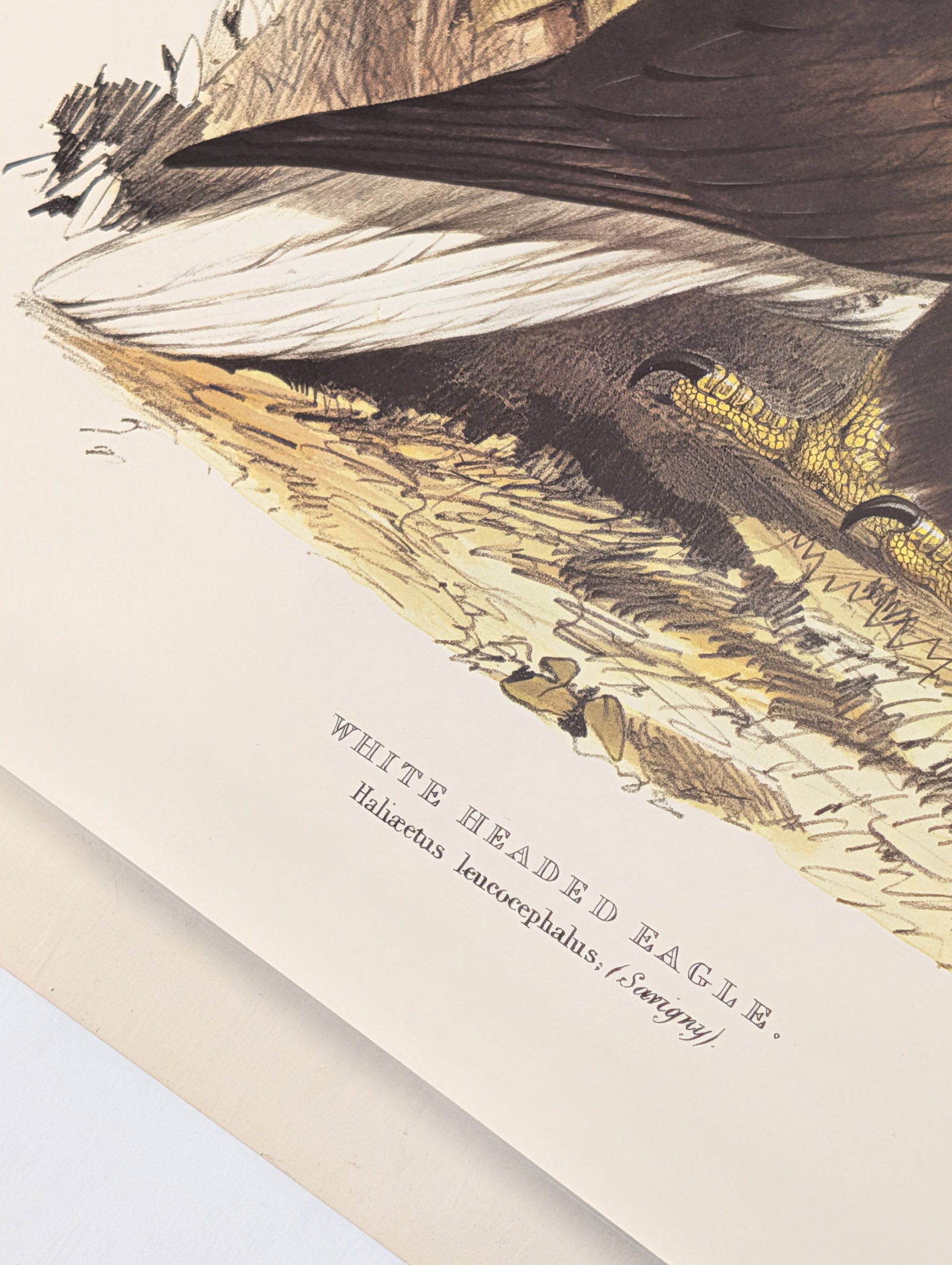Edward Lear White Headed Eagle Hand-Colored Lithograph - 3