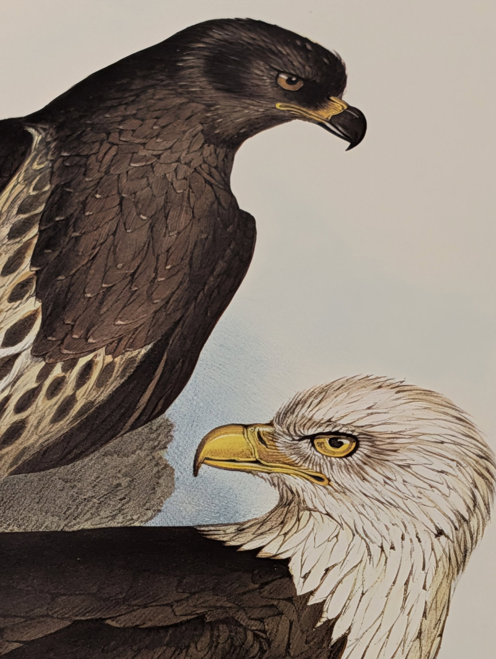 Edward Lear White Headed Eagle Hand-Colored Lithograph - 4