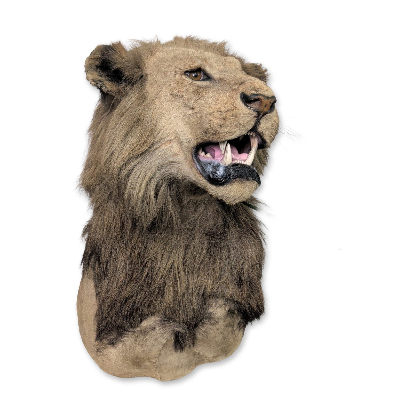 Vintage African Lion Taxidermy Shoulder Mount (1 of 4)