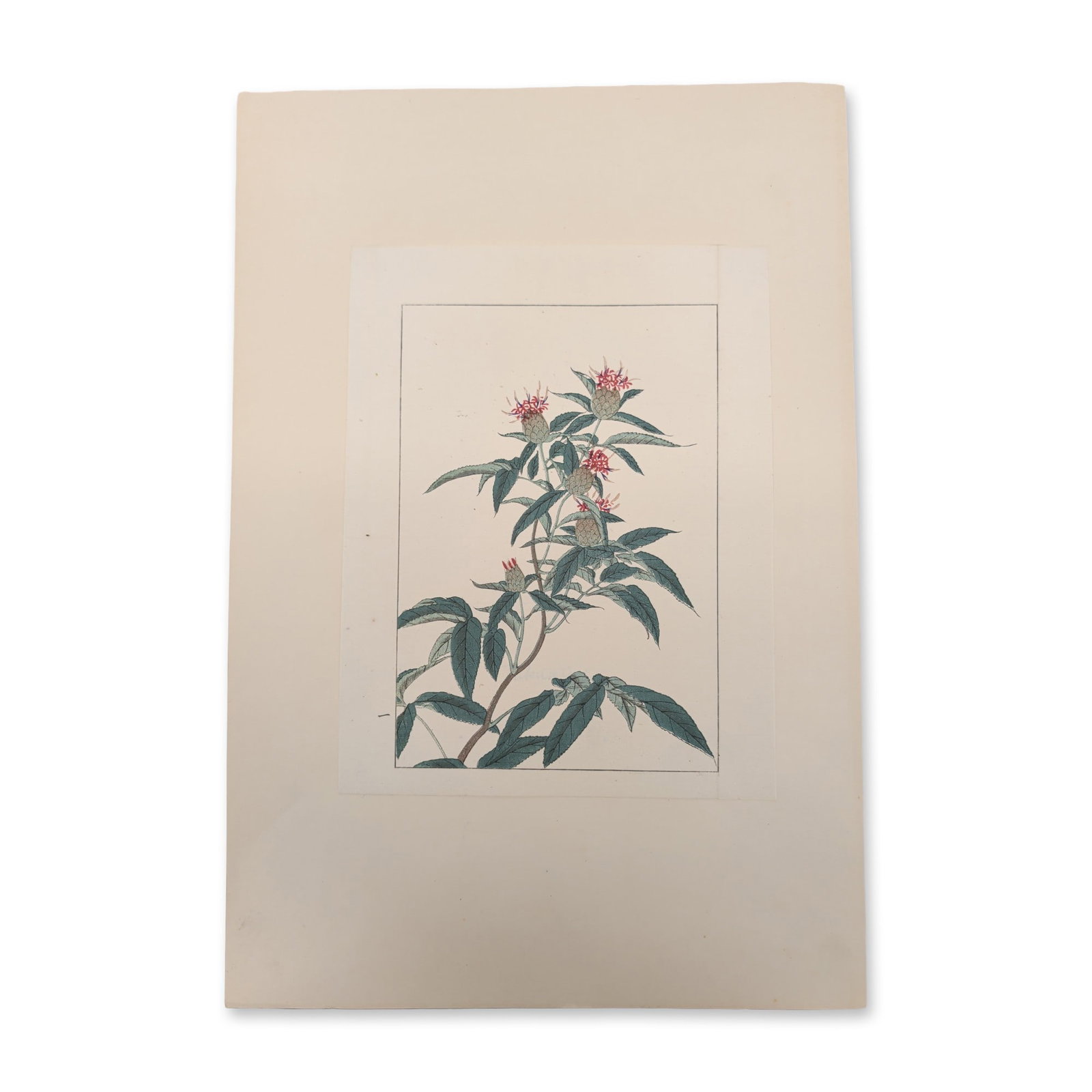 Attributed to Utagawa Yoshitora (Japanese, active c. 1836-1880) Woodcut on Paper, Flowering Plant (1 of 5)