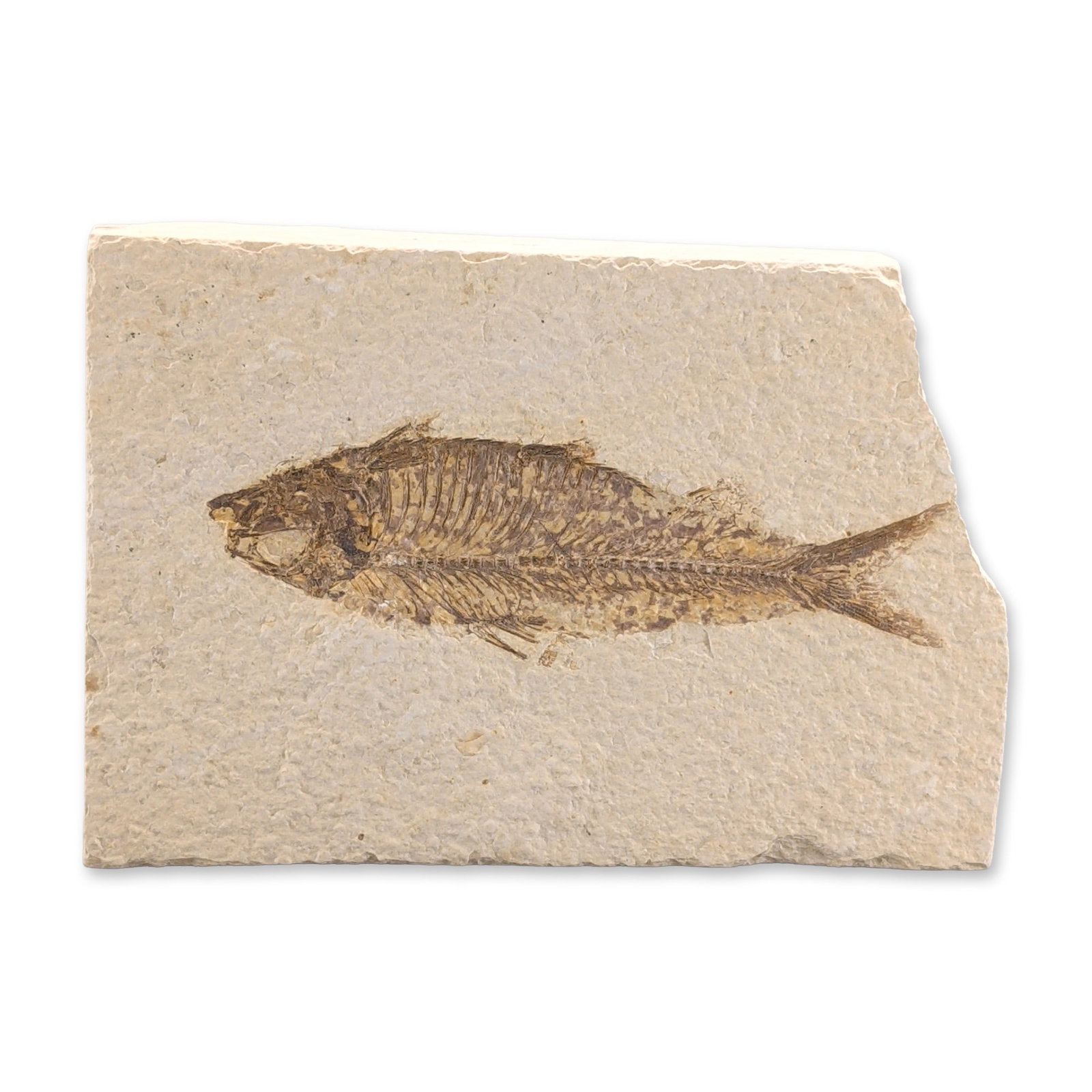 Green River Fossil Ocene Epoch, Knightia Eocaena Fish Tile: Eocene epoch, Knightia eocaena fossilized bony fish preserved in a light-buff limestone matrix. The specimen originated from the Green River Formation, Wyoming, and features a well-preserved skeletal 