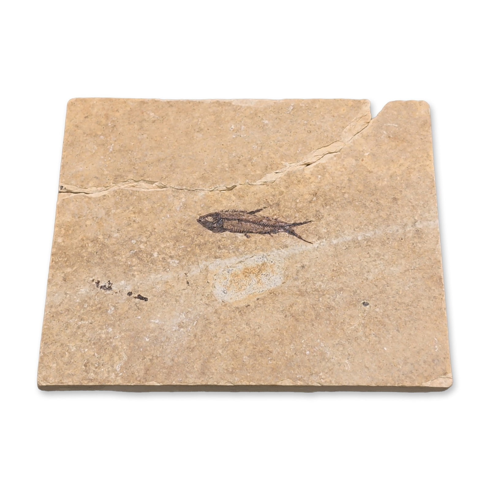 Green River Fossil Eocene Knightia Eocaena Fish Tile (1 of 3)