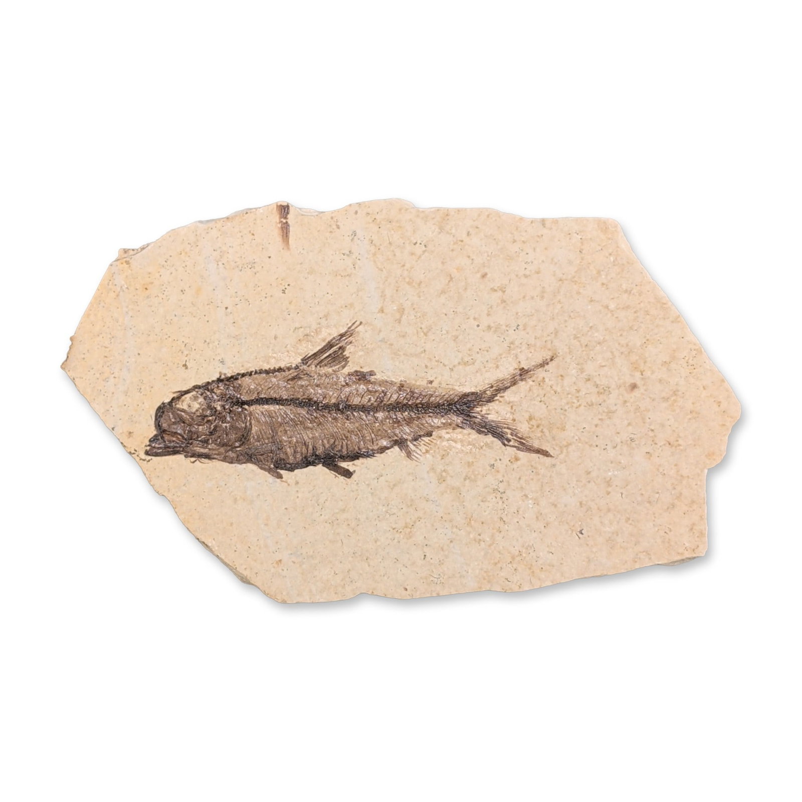 Green River Fossil Eocene Knightia Fish Tile (1 of 3)