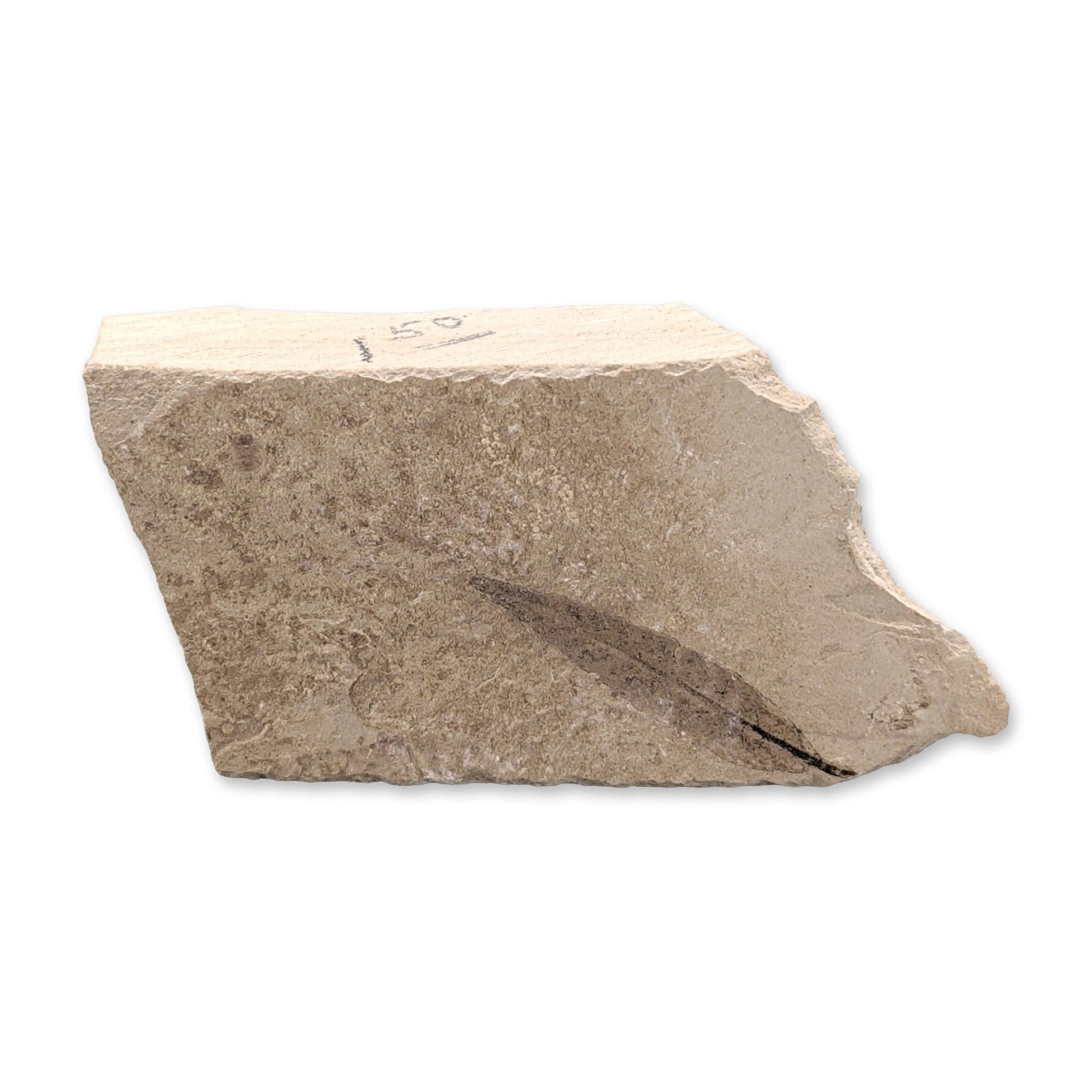 Green River Fossil Leaf Tile: Fossilized leaf impression in a light tan to buff-colored fine-grained sedimentary matrix slab. The specimen features a dark, elongated lanceolate leaf impression with a prominent central midrib. The 