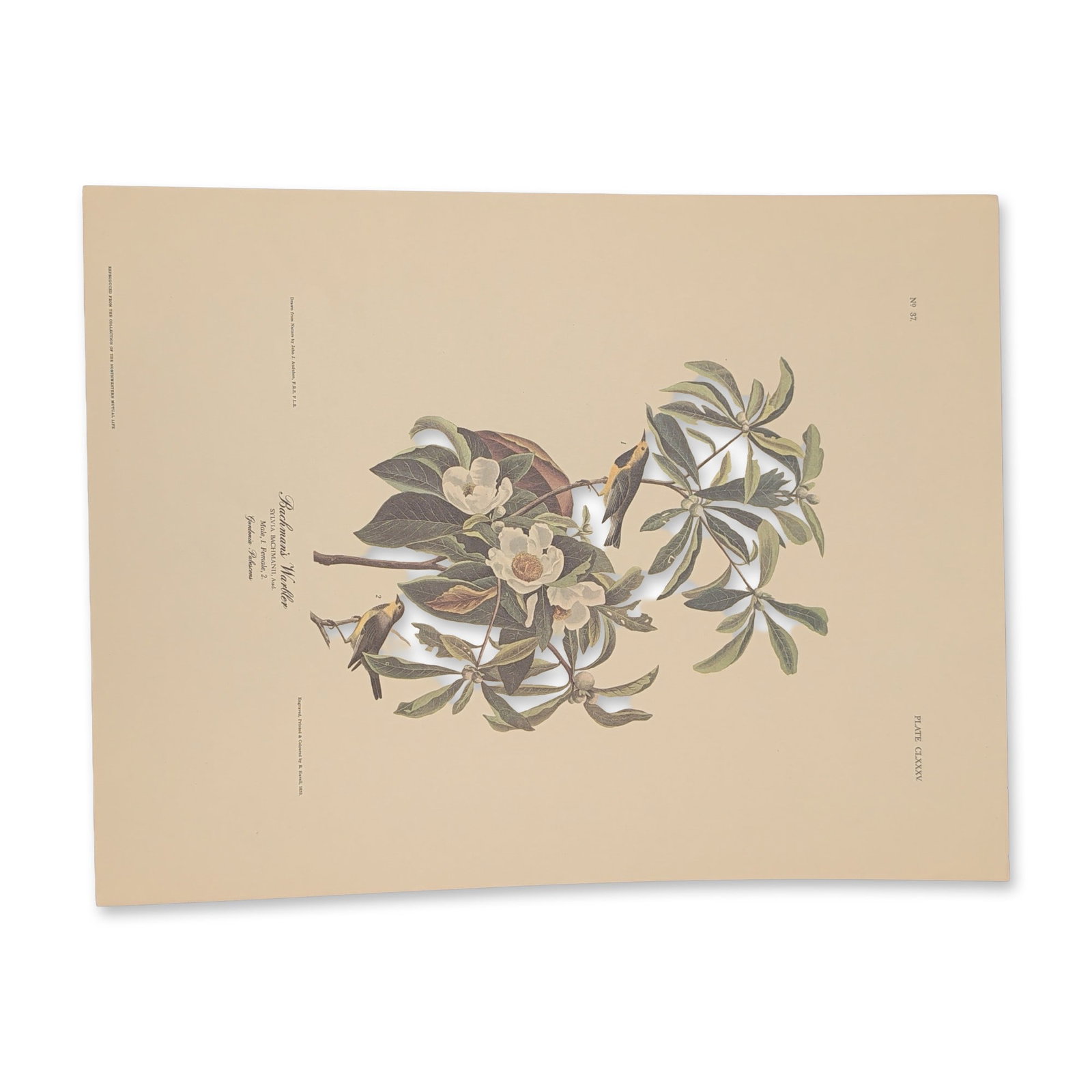 After John James Audubon Vintage Art Print, Bachman's Warbler (1 of 7)