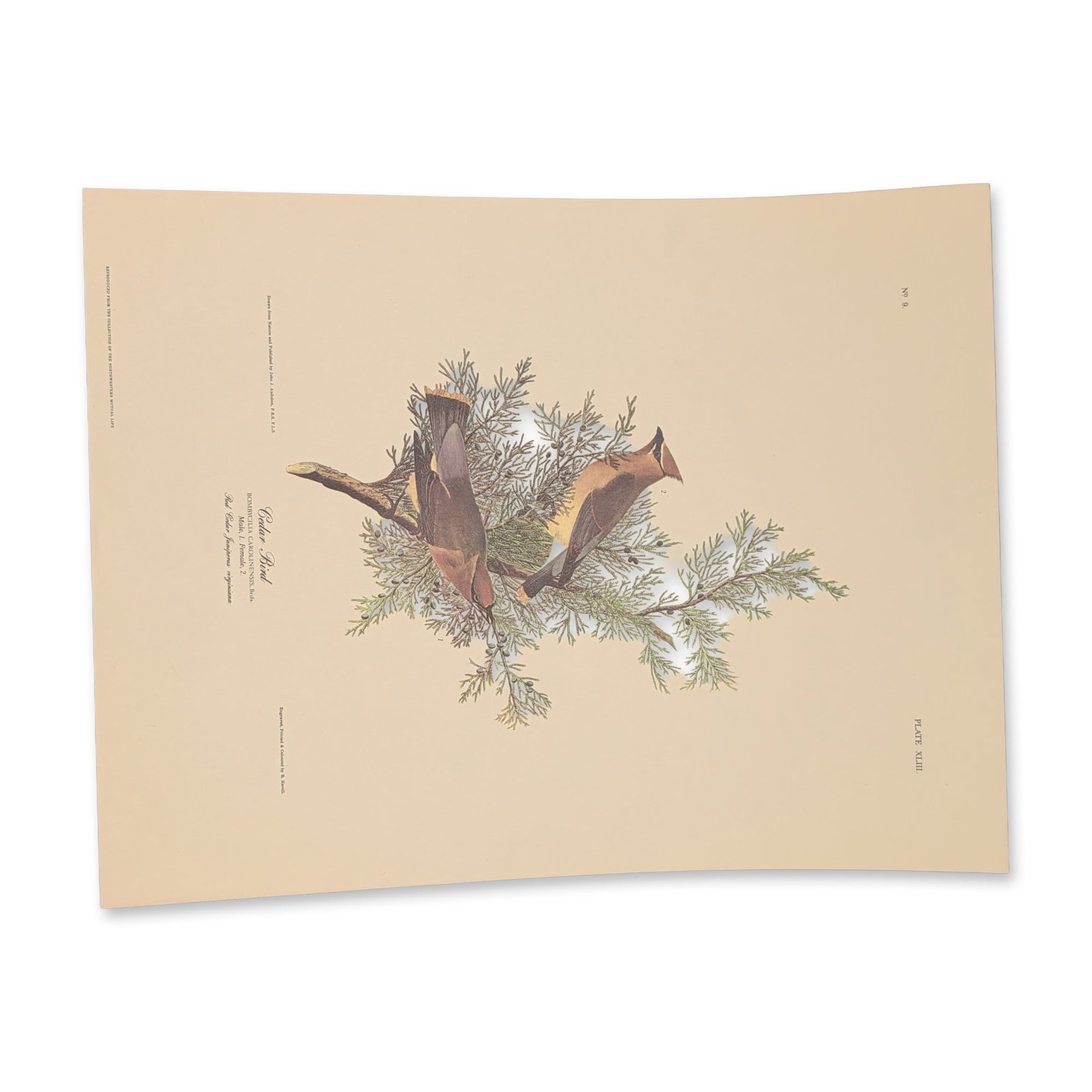 After John James Audubon Vintage Art Print, Cedar Bird: Color offset lithographic reproduction on cream paper after the original hand-colored engraving by Robert Havell for John James Audubon's Birds of America. The composition depicts a male and female