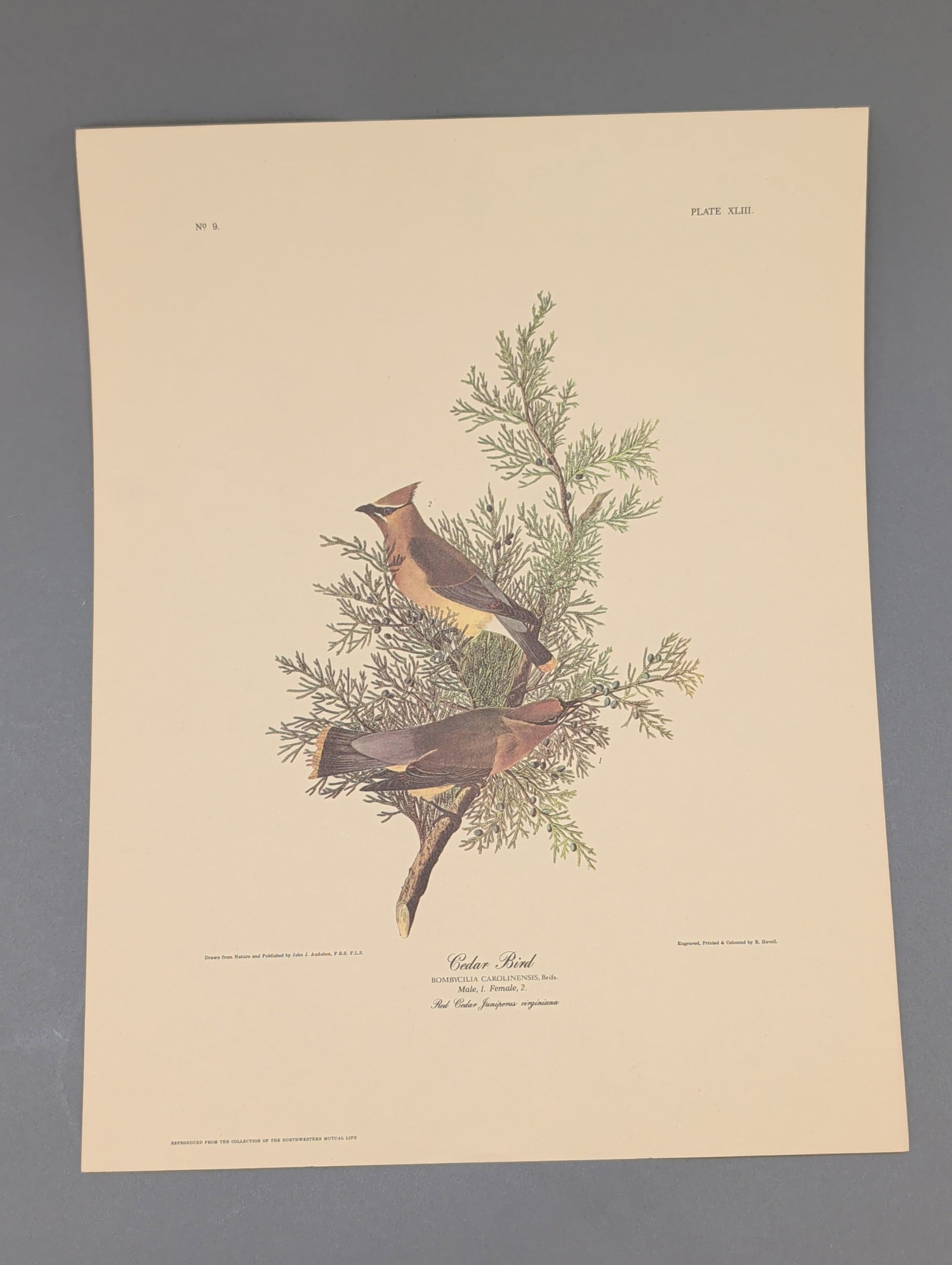 After John James Audubon Vintage Art Print, Cedar Bird (1 of 5)