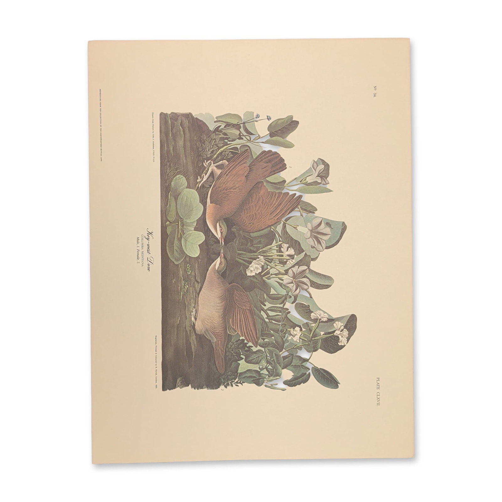 After John James Audubon Vintage Art Print, Key-west Dove (1 of 9)