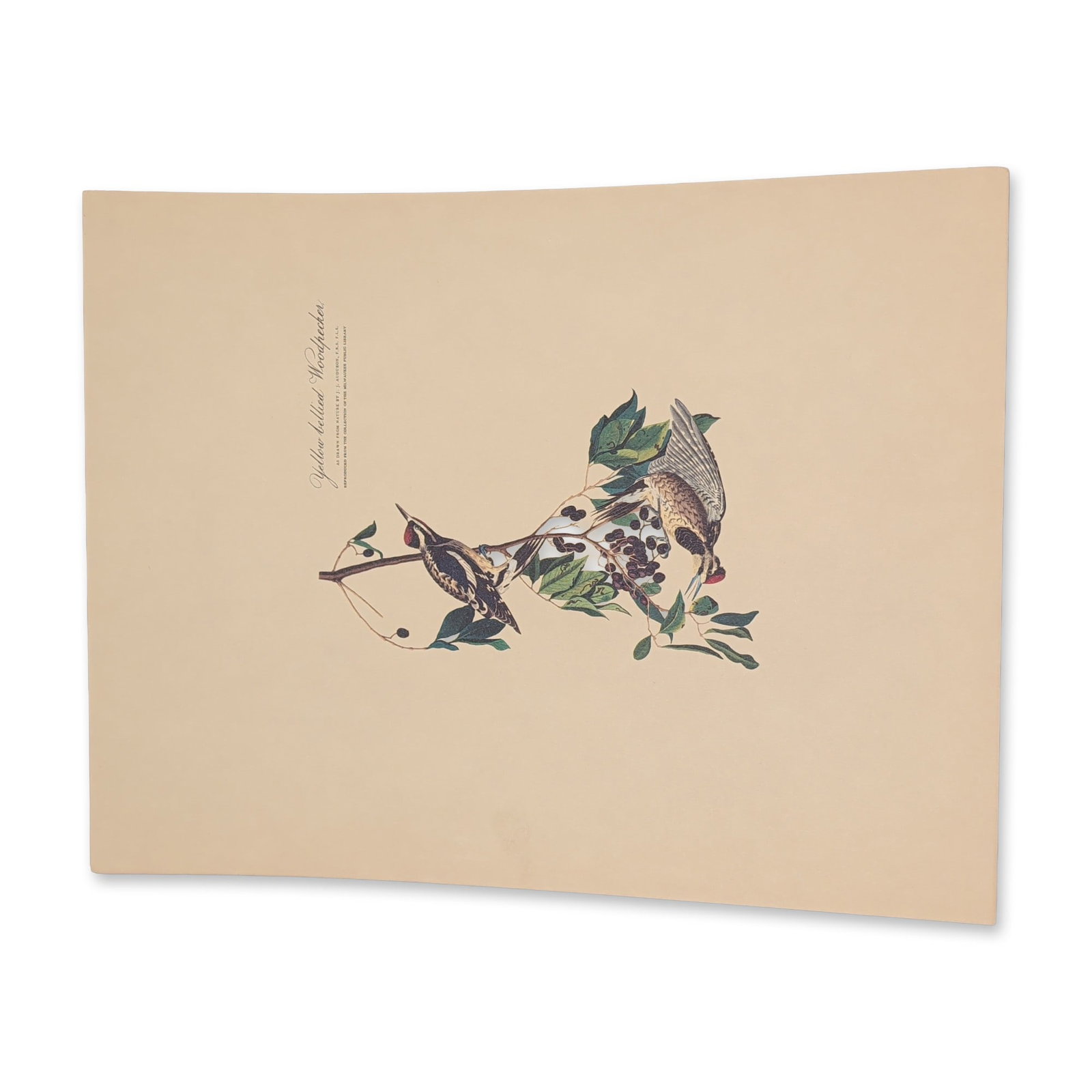 After John James Audubon Vintage Art Print, Yellow Bellied Woodpecker: After John James Audubon (American, 1785-1851). Color reproduction print titled Yellow bellied Woodpecker, depicting a pair of birds (commonly known today as the Yellow-bellied Sapsucker) perched on a