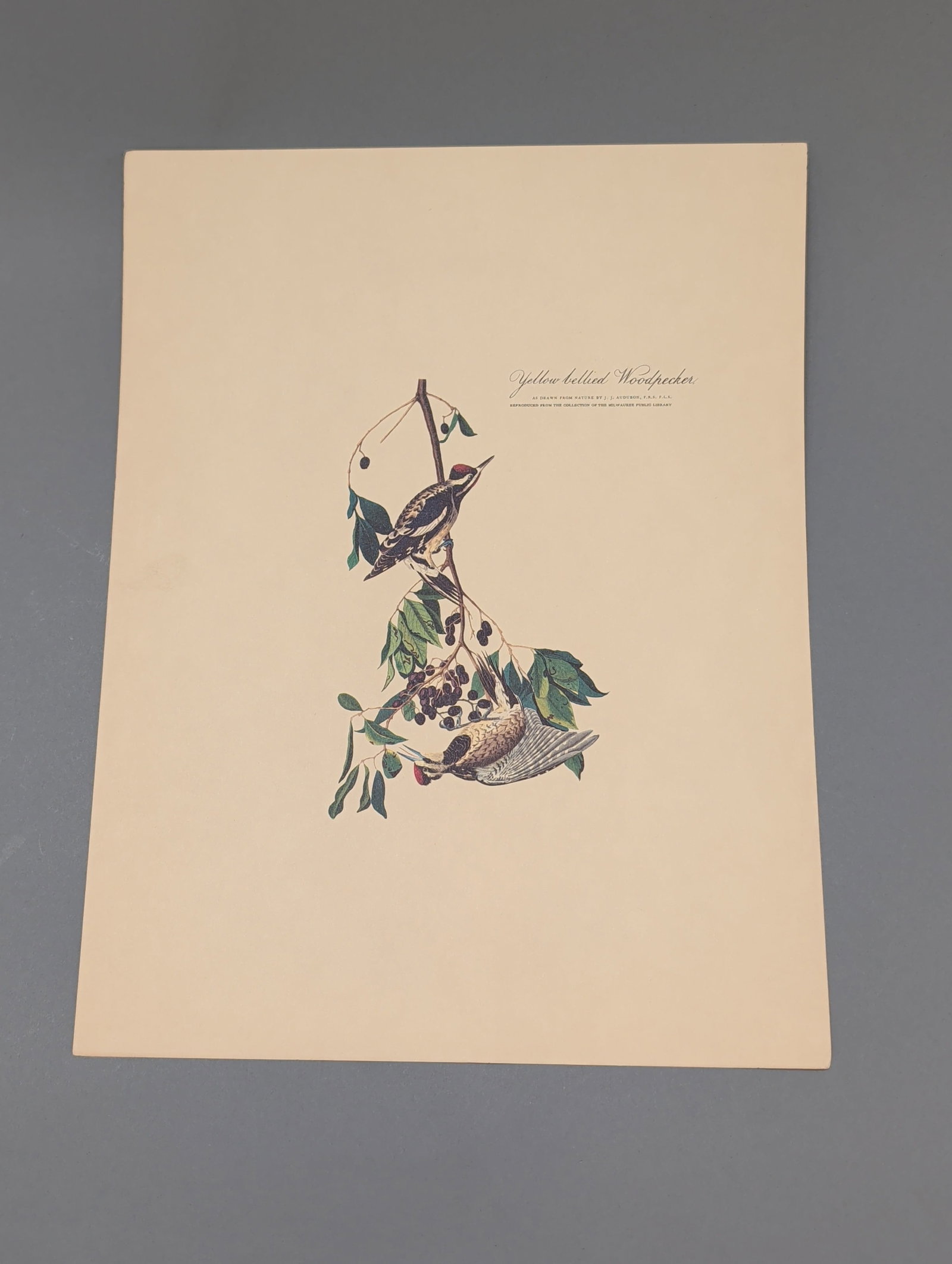 After John James Audubon Vintage Art Print, Yellow Bellied Woodpecker (1 of 4)