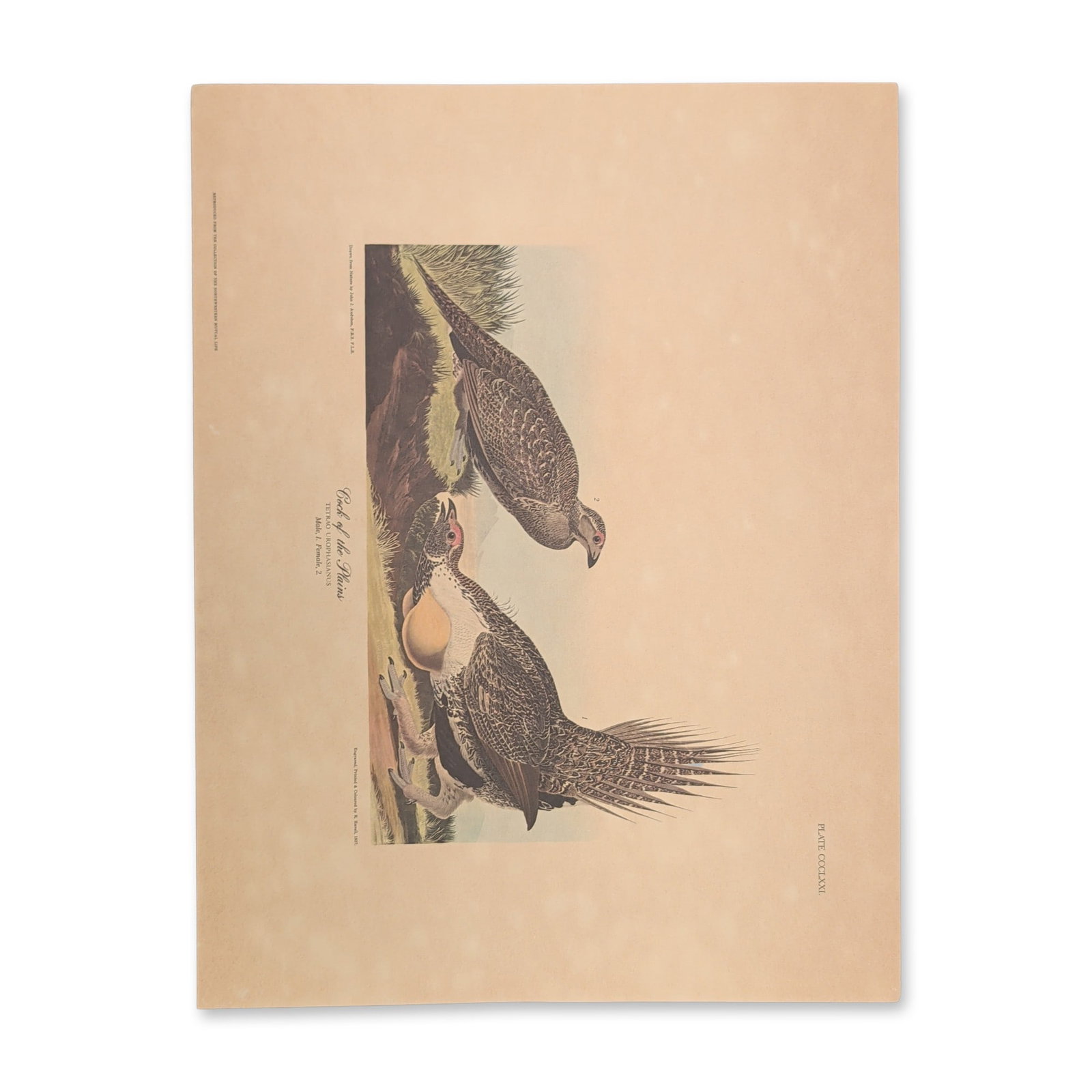After John James Audubon Vintage Art Print, Cock of the Plains (1 of 9)