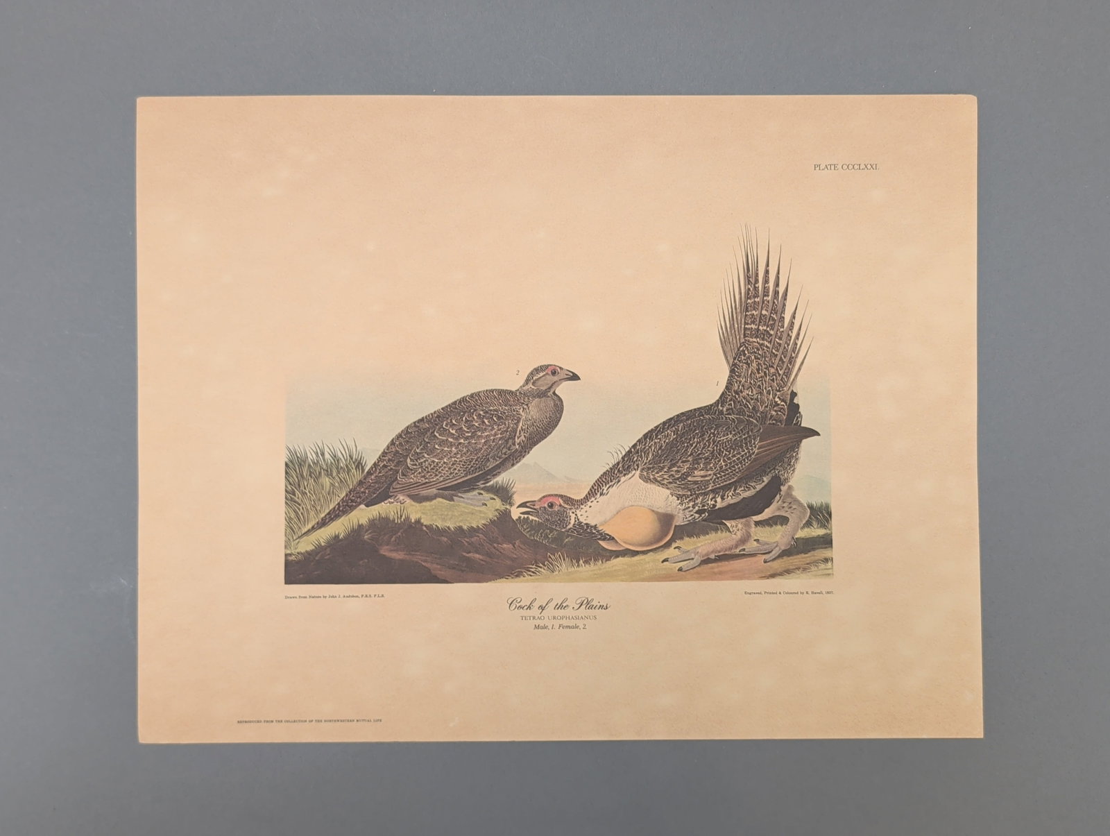 After John James Audubon Vintage Art Print, Cock of the Plains (1 of 5)