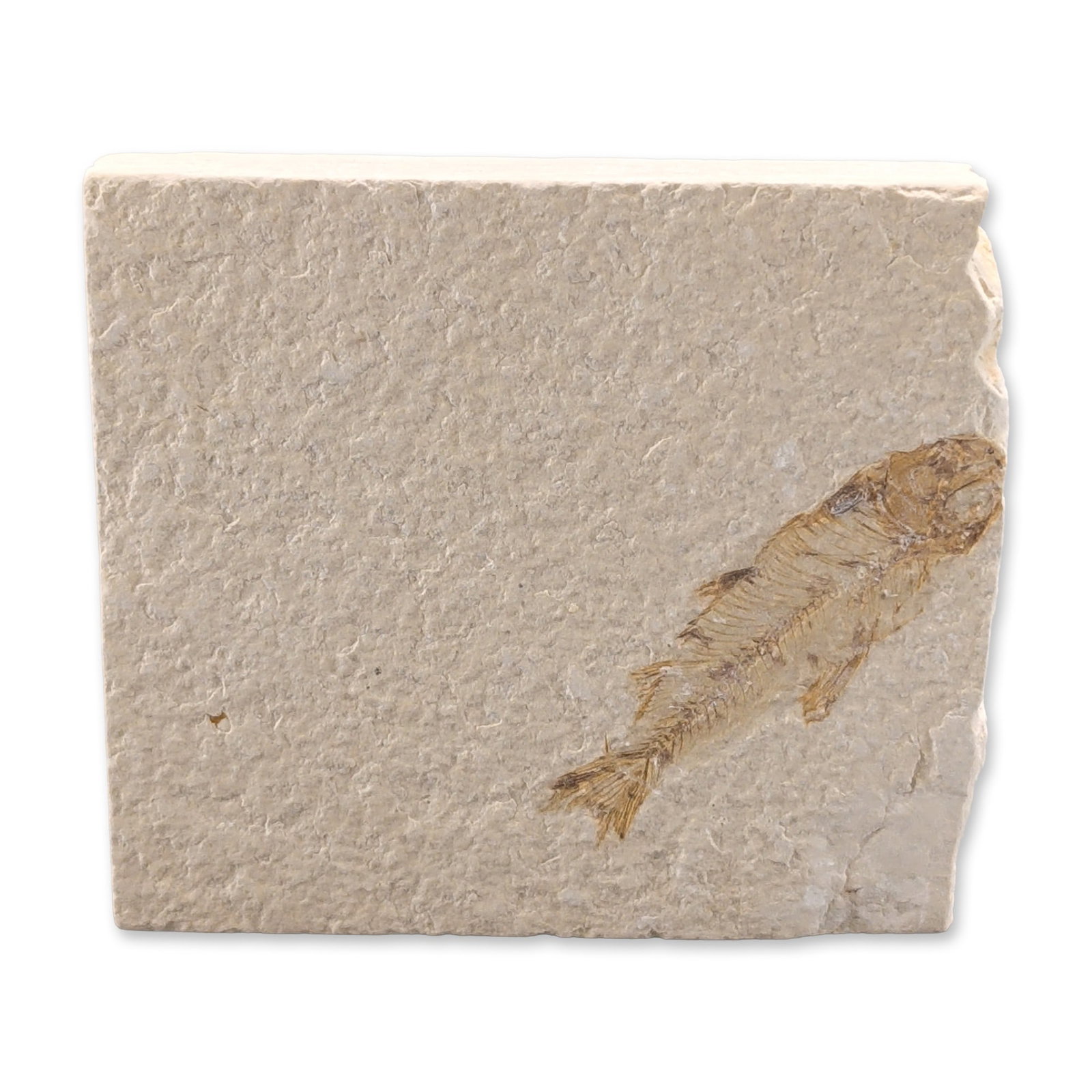 Green River Fossil Eocene Knightia Eocaena Fish Tile (1 of 3)