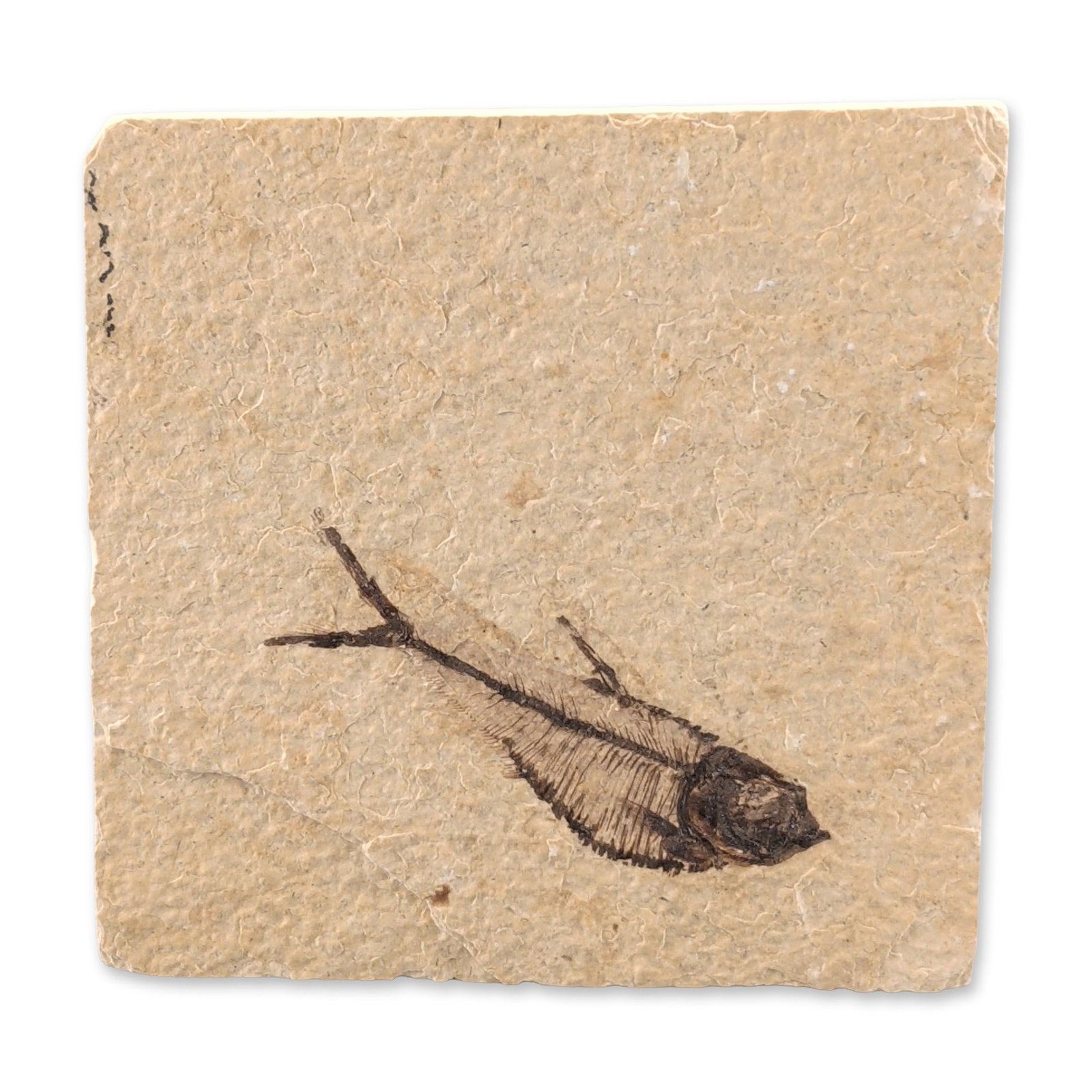 Green River Fossil Knightia Eocaena Fish Tile: Eocene Epoch fossil fish, Knightia eocaena, from the Green River Formation of Wyoming. The specimen is presented in a square, light buff-colored limestone matrix slab, exhibiting visible skeletal arti