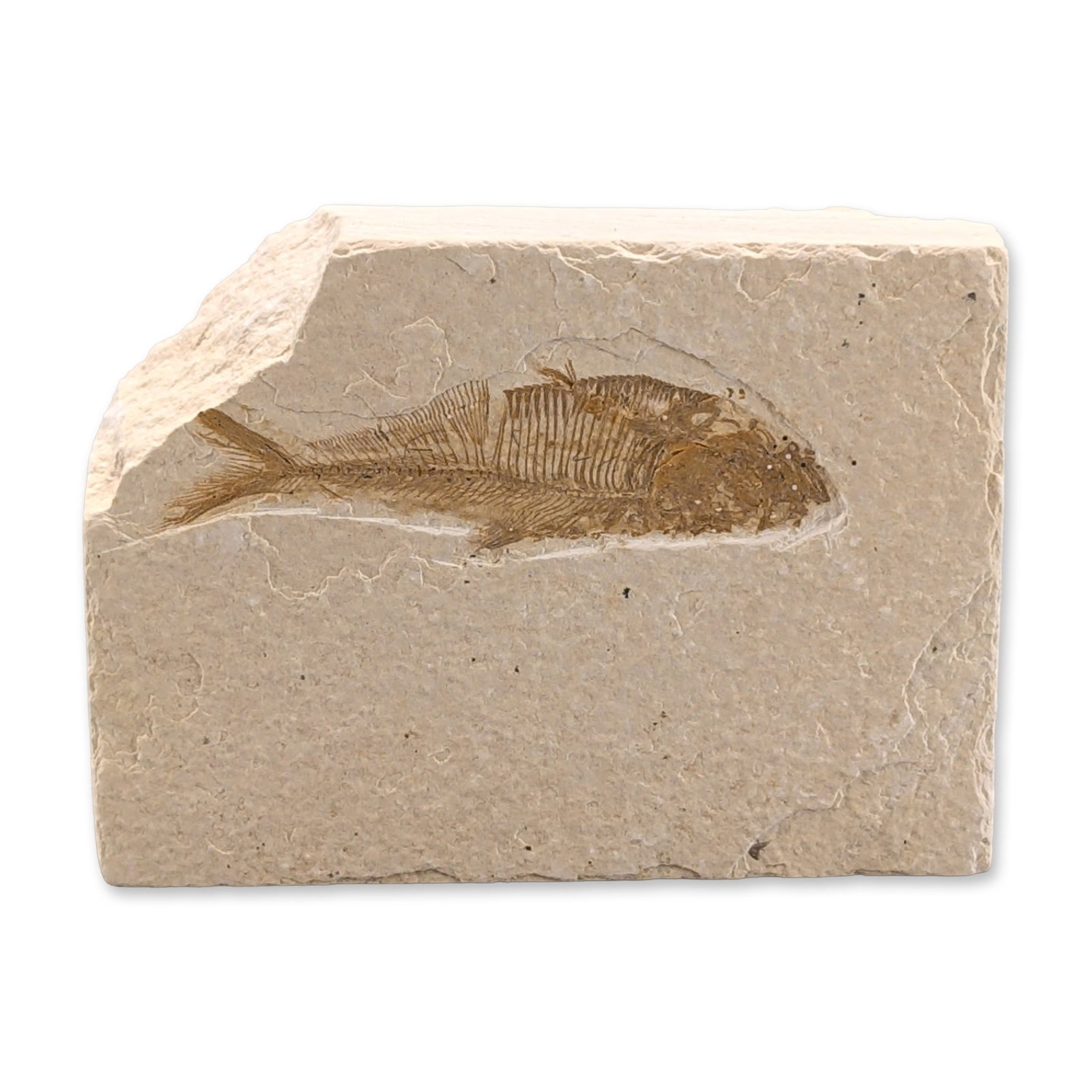 Green River Fossil Eocene Knightia Fish Tile (1 of 3)