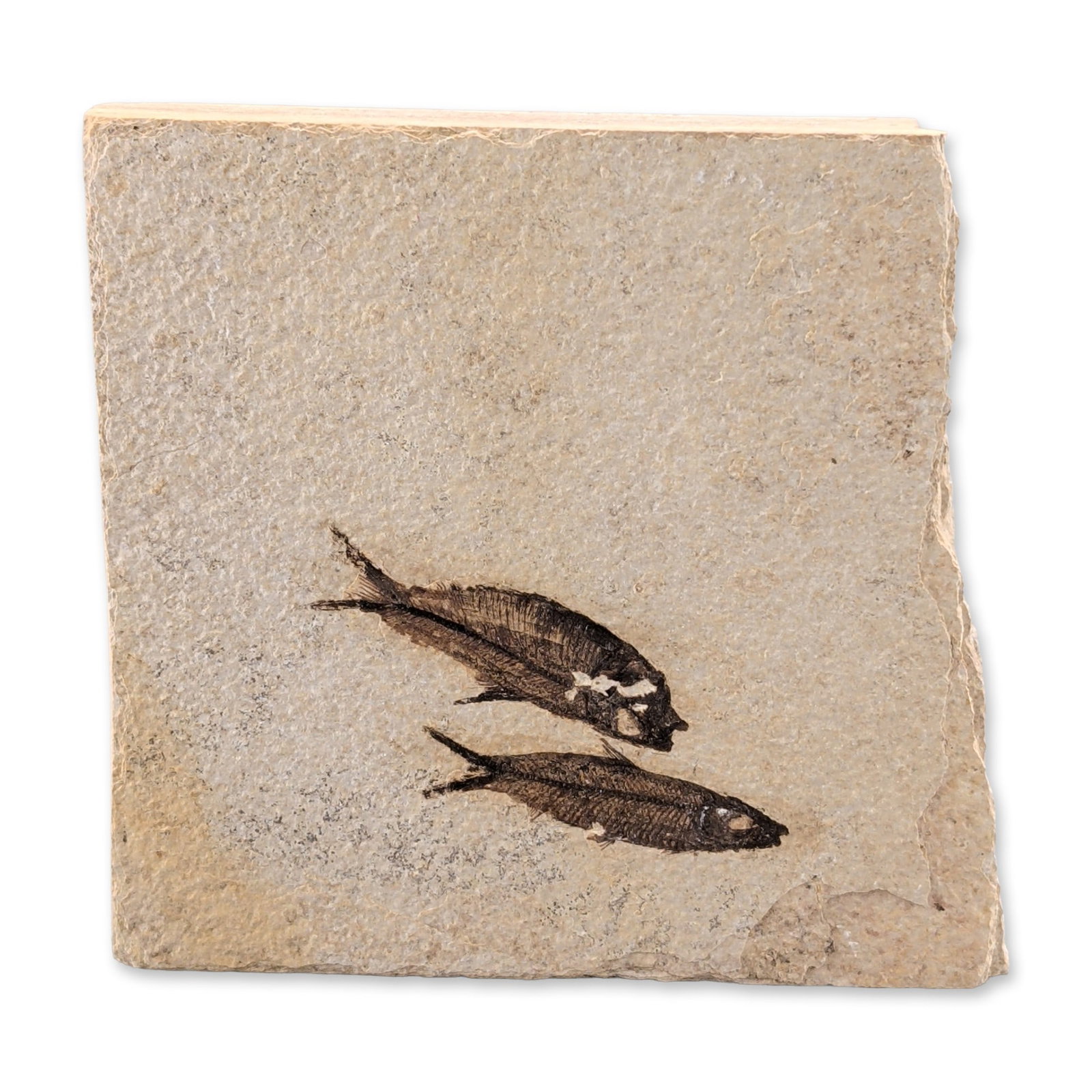 Green River Fossil Eocene Knightia Fish Tile (1 of 3)
