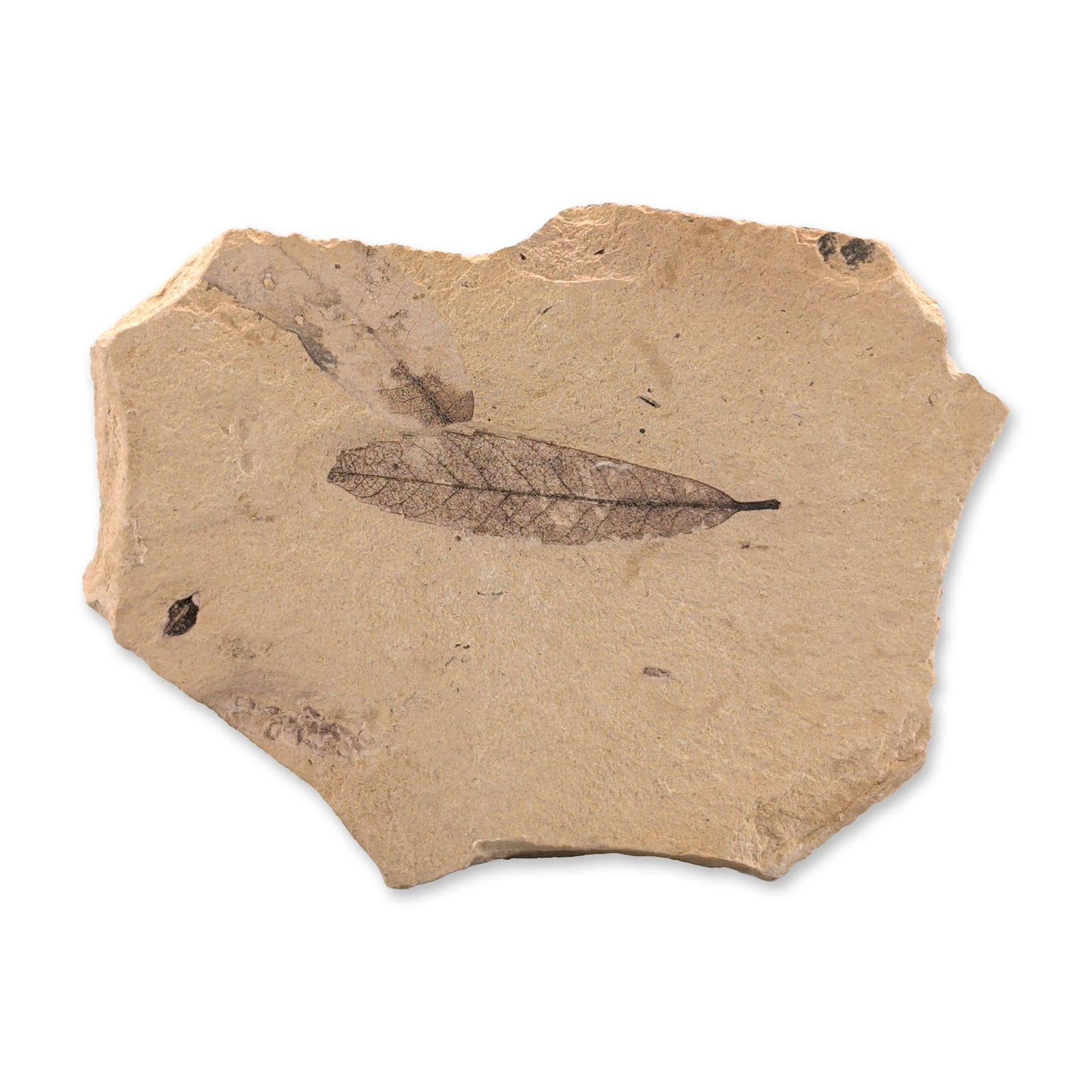 Green River Fossil Angiosperm Leaf Tile: Eocene Epoch, Green River Formation. Fossilized angiosperm leaf, Cedrelospermum, preserved on a light tan fine-grained sedimentary matrix. The primary specimen features a complete lanceolate leaf with
