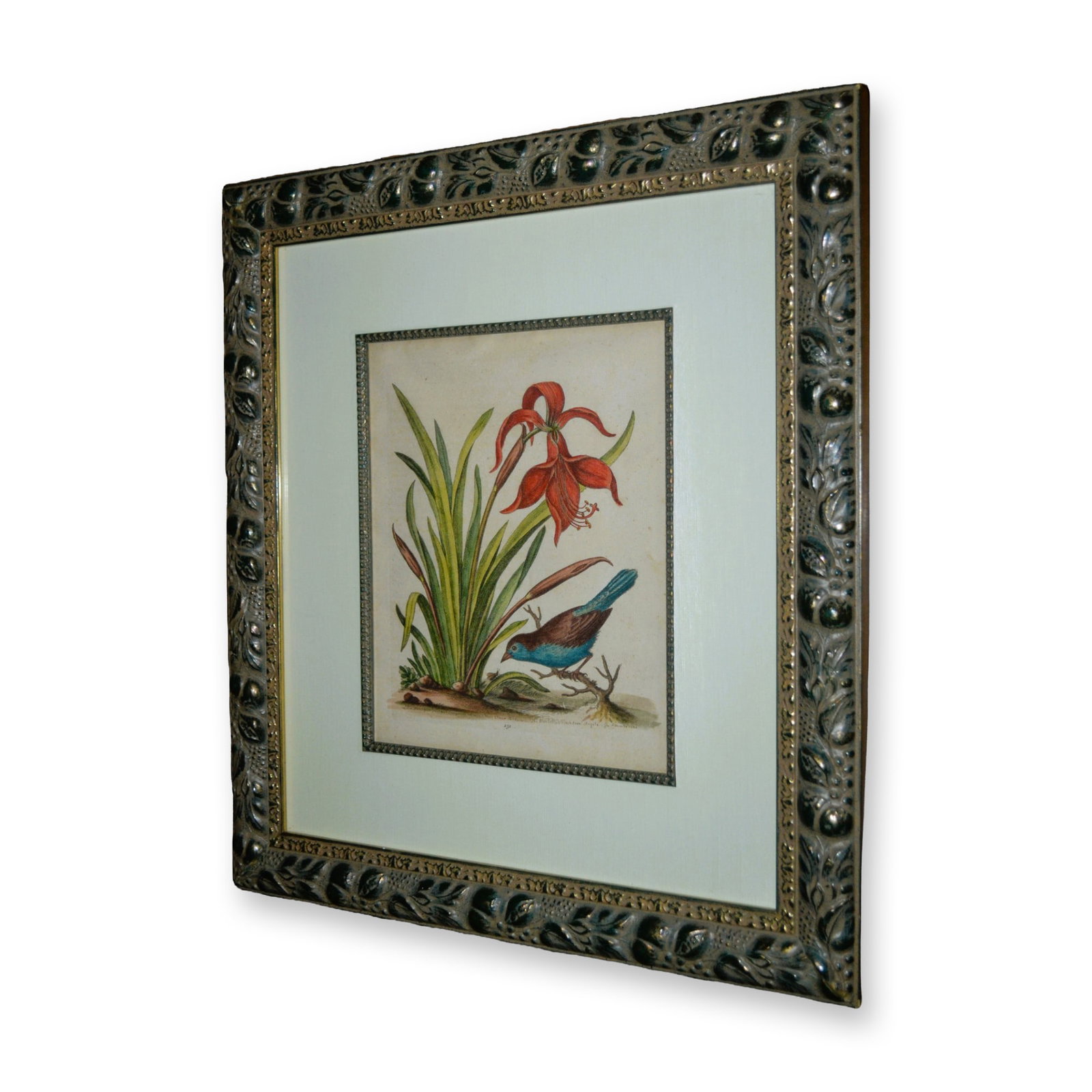 George Edwards, Lilies- Blue Belly Finch HC Copperplate Etching, Custom Frame, Circa 1748 (1 of 5)