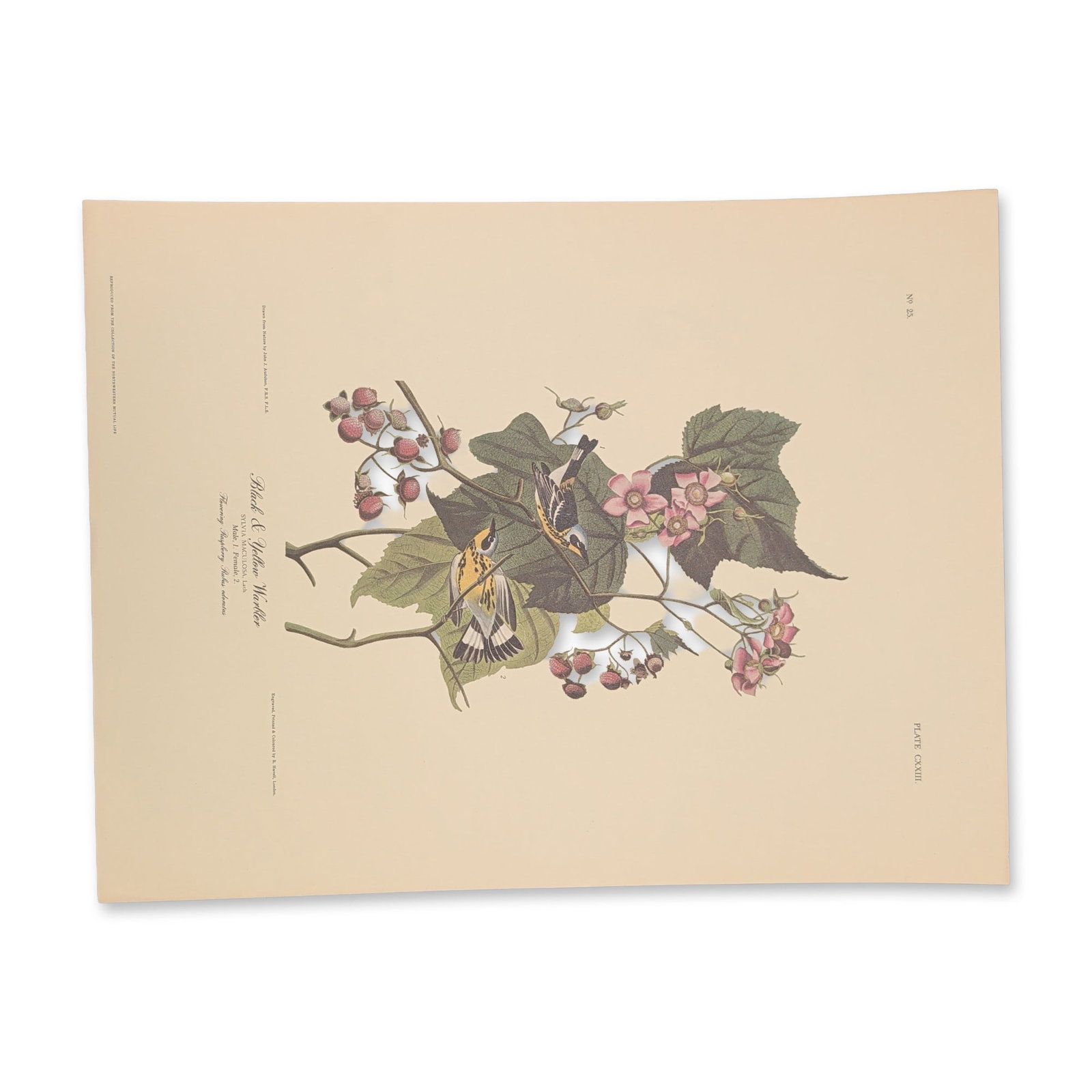 After John James Audubon Vintage Art Print, Black & Yellow Warbler (1 of 7)