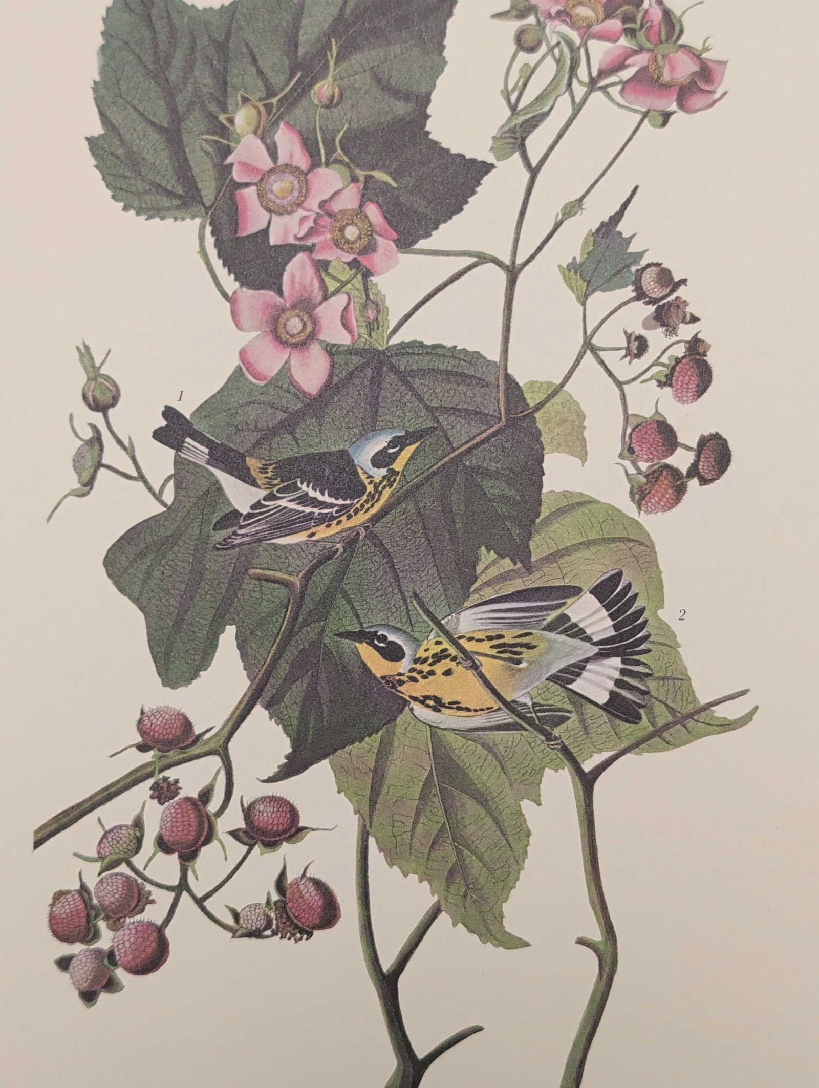 After John James Audubon Vintage Art Print, Black & Yellow Warbler (1 of 5)