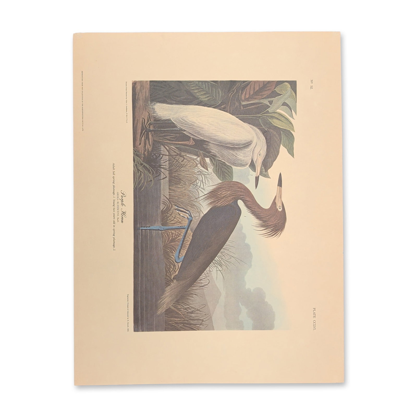 After John James Audubon Vintage Art Print, Purple Heron (1 of 8)