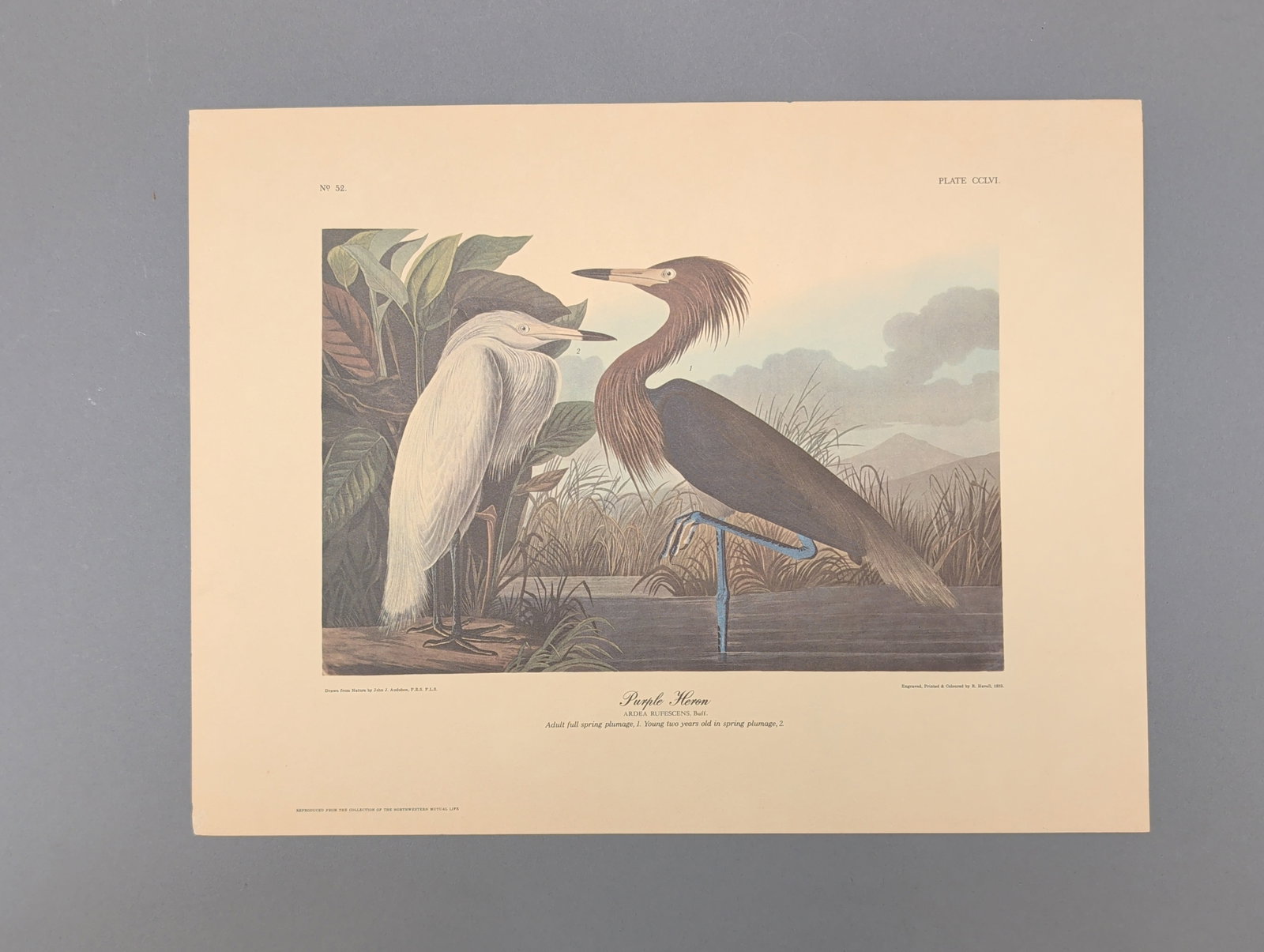After John James Audubon Vintage Art Print, Purple Heron (1 of 5)