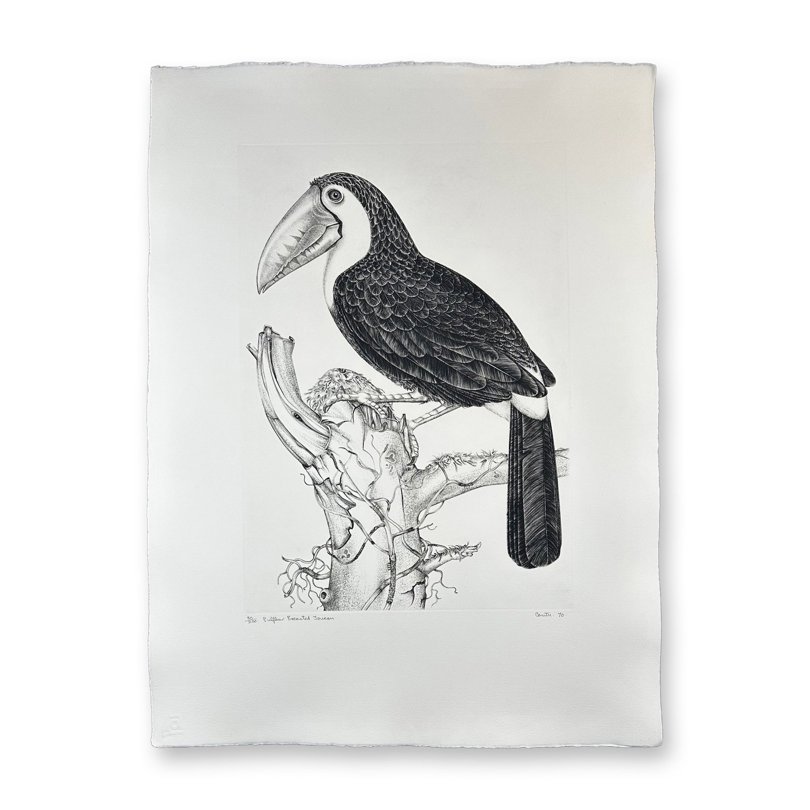 Jack Coutu (1924) Signed Etching, Sulphur Toucan (1 of 4)