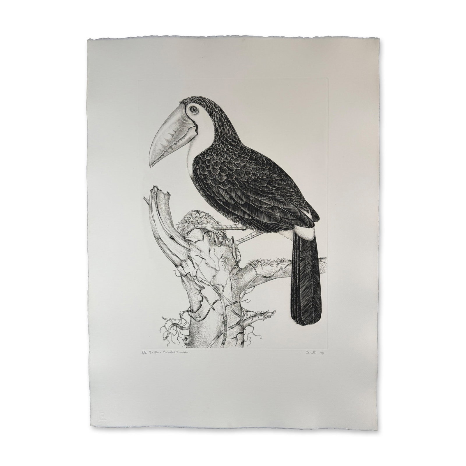 Jack Coutu (1924-2017) Etching, Sulphur Breasted Toucan, Signed (1 of 5)