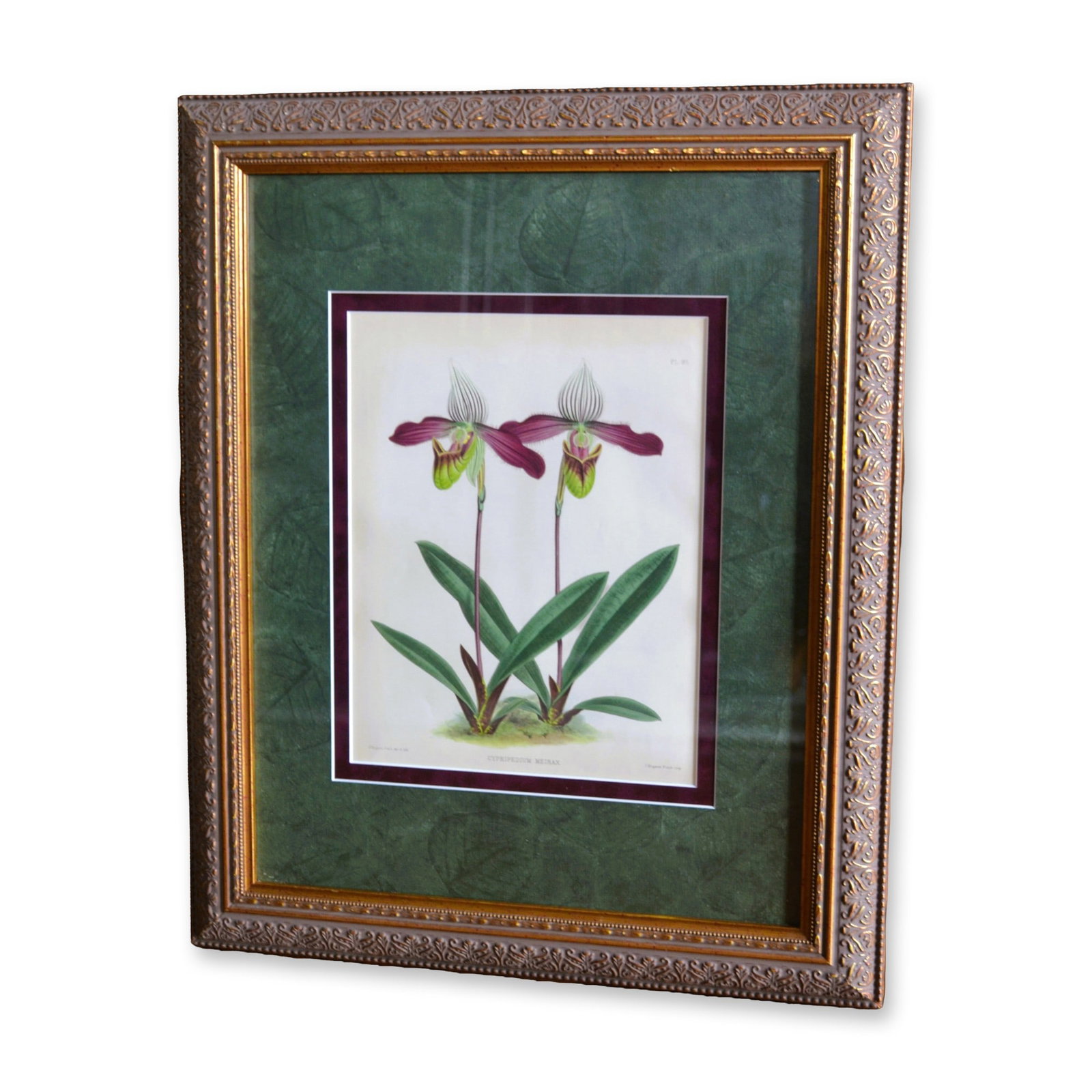 J. Nugent Fitch HC Orchid Floral, Cypripedium Meirax, Museum Quality Frame, 19th C (1 of 3)