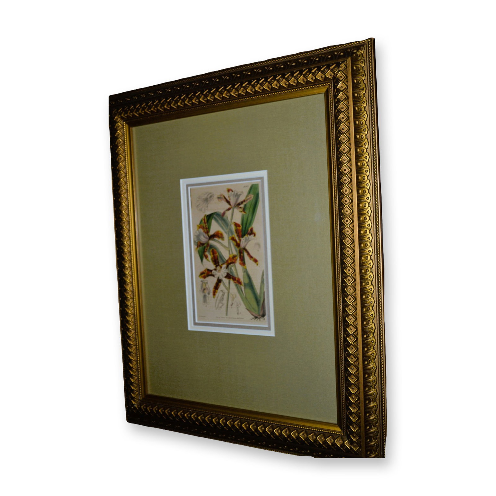 Fitch/Curtis Orchid Floral Hand Colored Engraving, Custom Frame, Circa 1840: Fitch/Curtis Orchid Floral Hand Colored Engraving, Circa 1840, featuring an Orchid Floral Study. Published by S. Curtis Glazenwood Essex, April 1 in 1840. Custom Museum Tri Matting, with Linen Texture