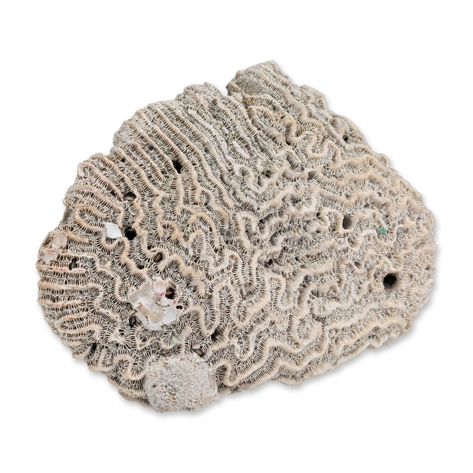 Natural White Brain Coral Specimen (1 of 6)