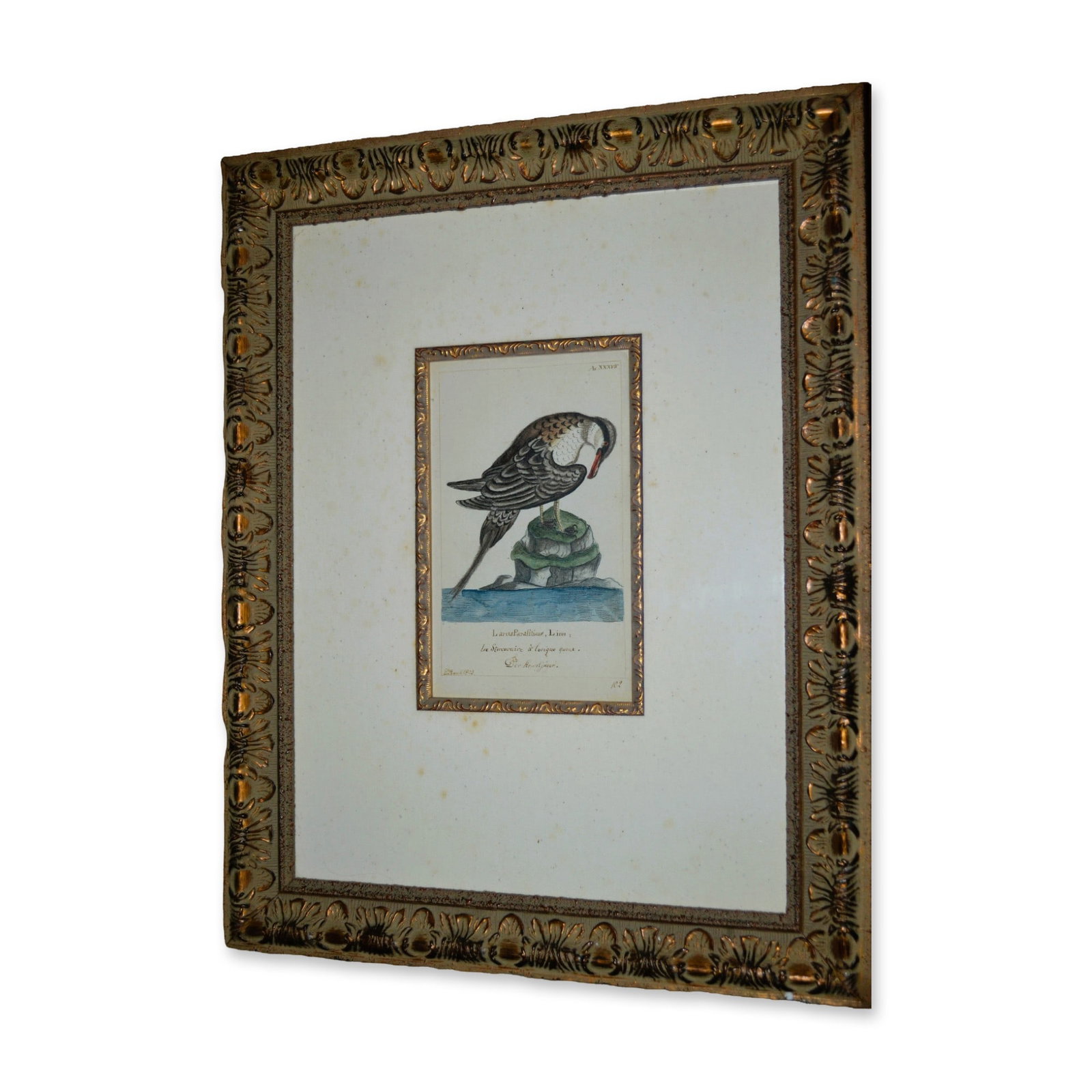 D. Bauch Larus Paraliticus, Linn Water Bird On Rock, Original Watercolor, Custom Frame, Circa 1803 (1 of 3)