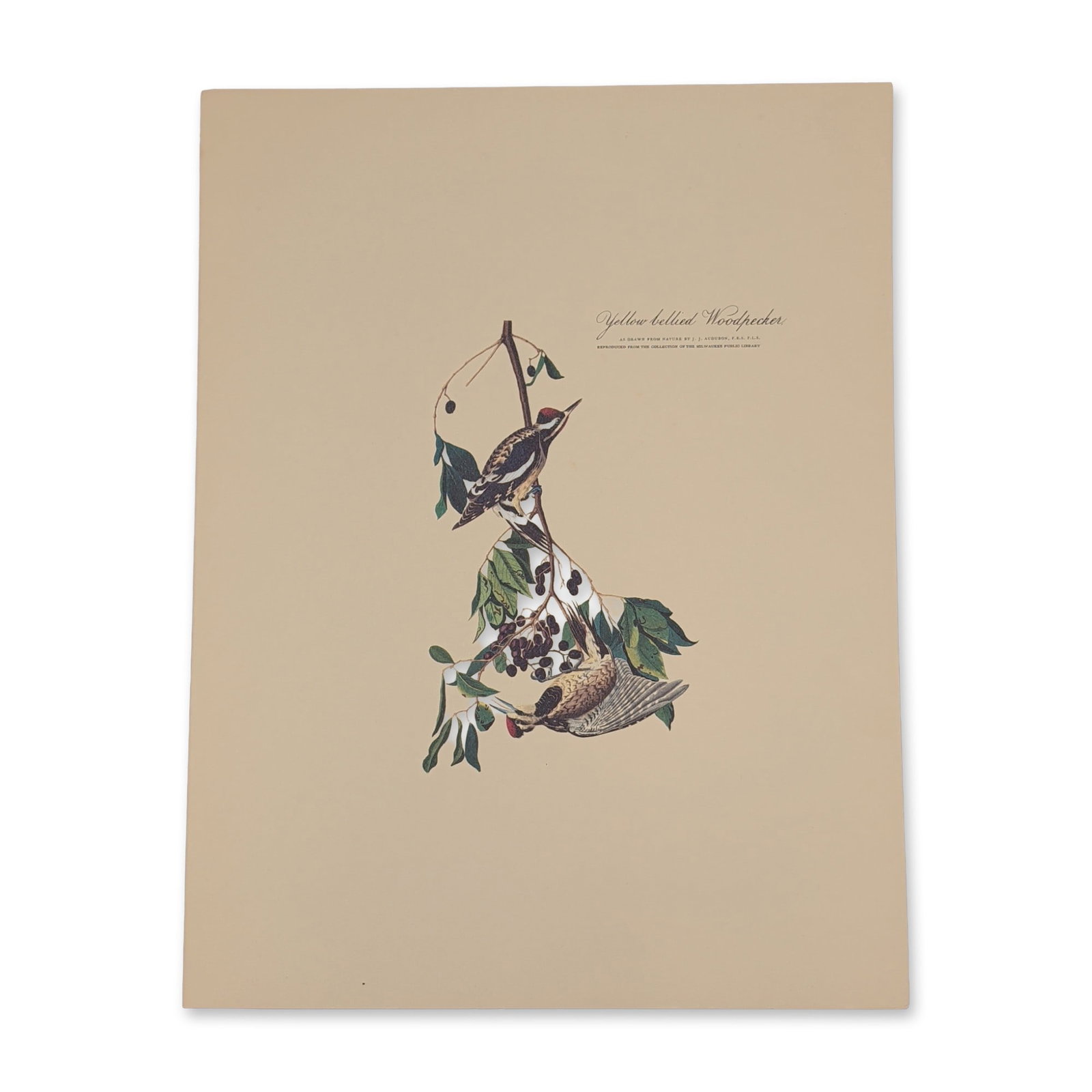 After John James Audubon Vintage Art Print, Yellow-bellied Woodpecker: John James Audubon (American, 1785-1851), "Yellow-bellied Woodpecker" color reproduction print. Offset lithograph on cream-colored paper featuring two birds perched on a branch with green leaves and c