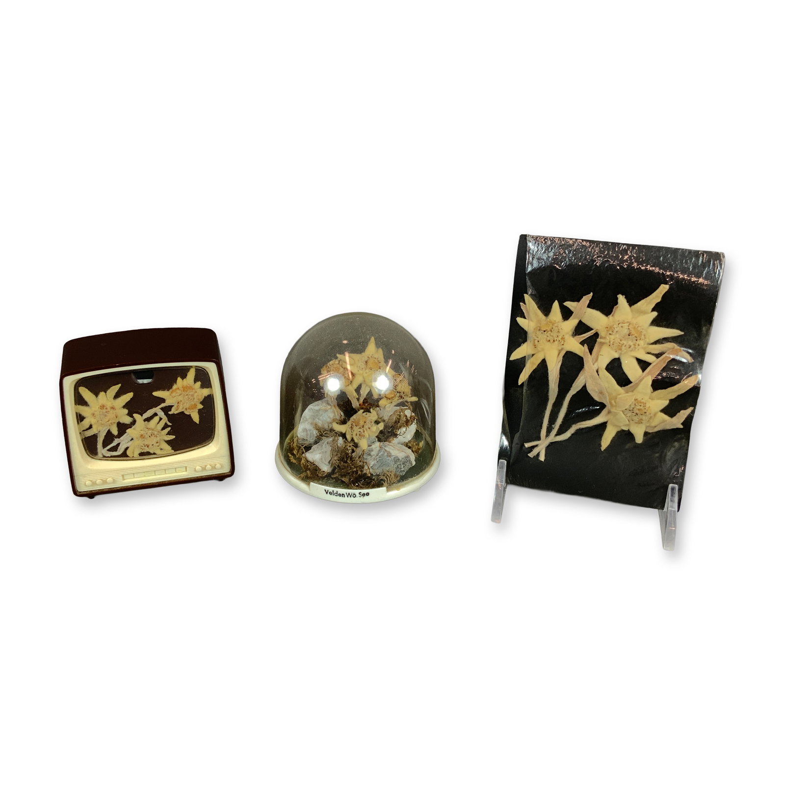 3pc Mid-Century Alpine Souvenir Displays with Dried Edelweiss Flowers: This lot consists of a trio of vintage souvenir displays featuring dried botanical specimens of Edelweiss (Leontopodium nivale). These items represent mid-20th-century Alpine tourist memorabilia, like