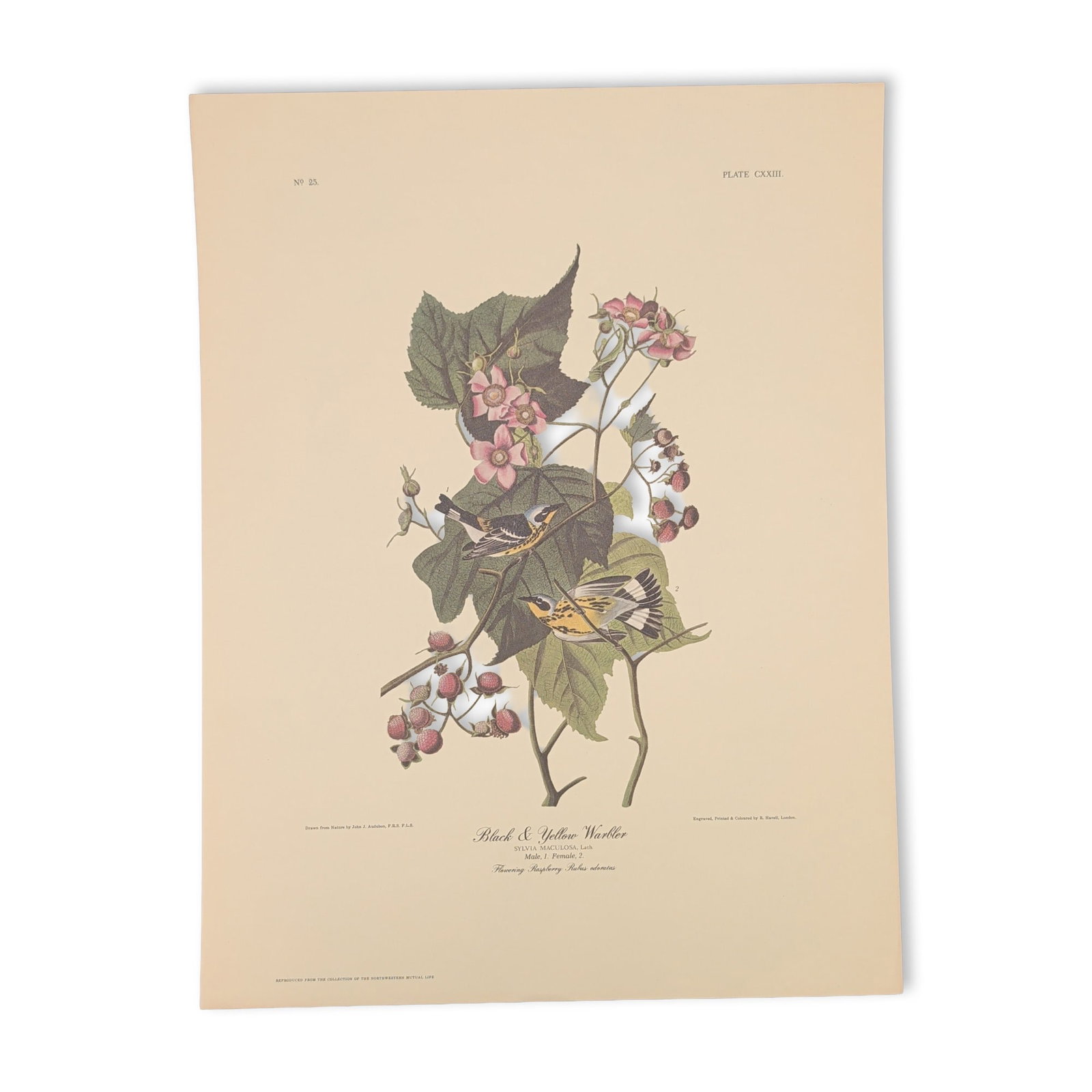 After John James Audubon Vintage Art Print, Black & Yellow Warbler (1 of 5)