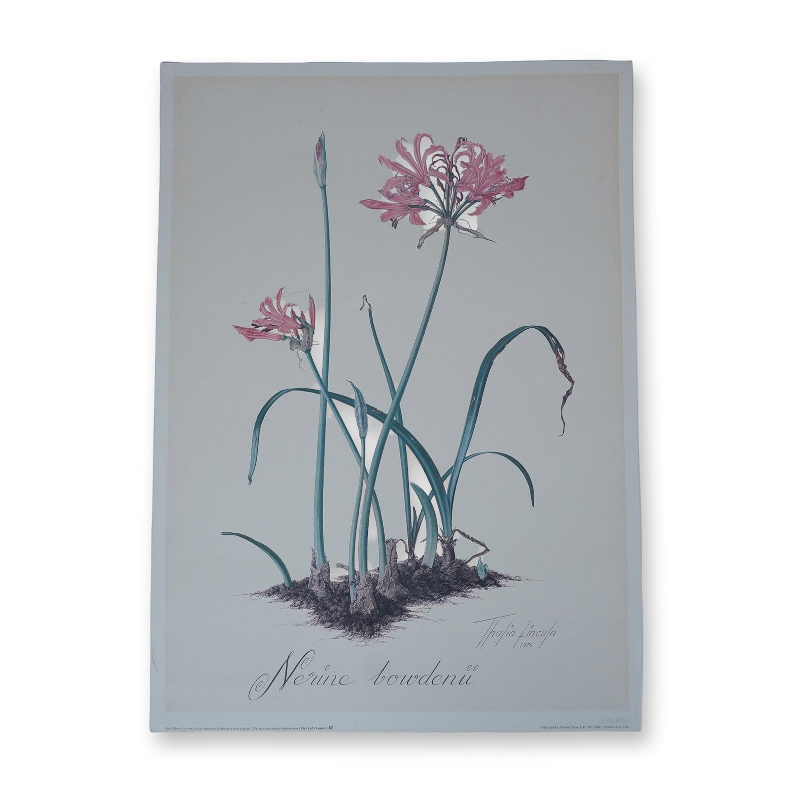 Thalia Lincoln Botanical Print, Nerine Bowdenii: Vintage botanical print by Thalia Lincoln, featuring Nerine Bowdenii, Plate Three of a series of four botanical studies. Dated 1974 and published by Howard Swan, Sandton City, South Africa. Reproducti