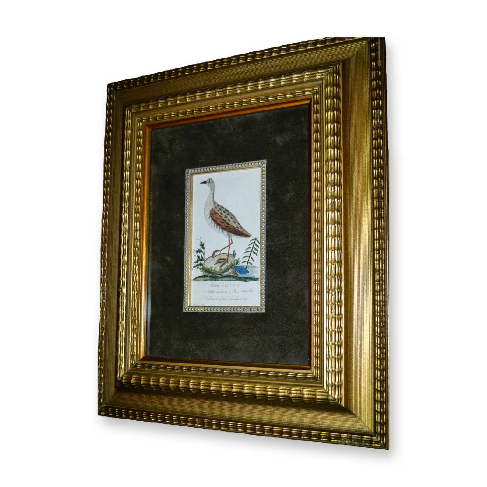 D. Bauch Rallus Crex Linn, Water Bird Crane, Original Watercolor, Custom Frame, Circa 1803 (1 of 3)